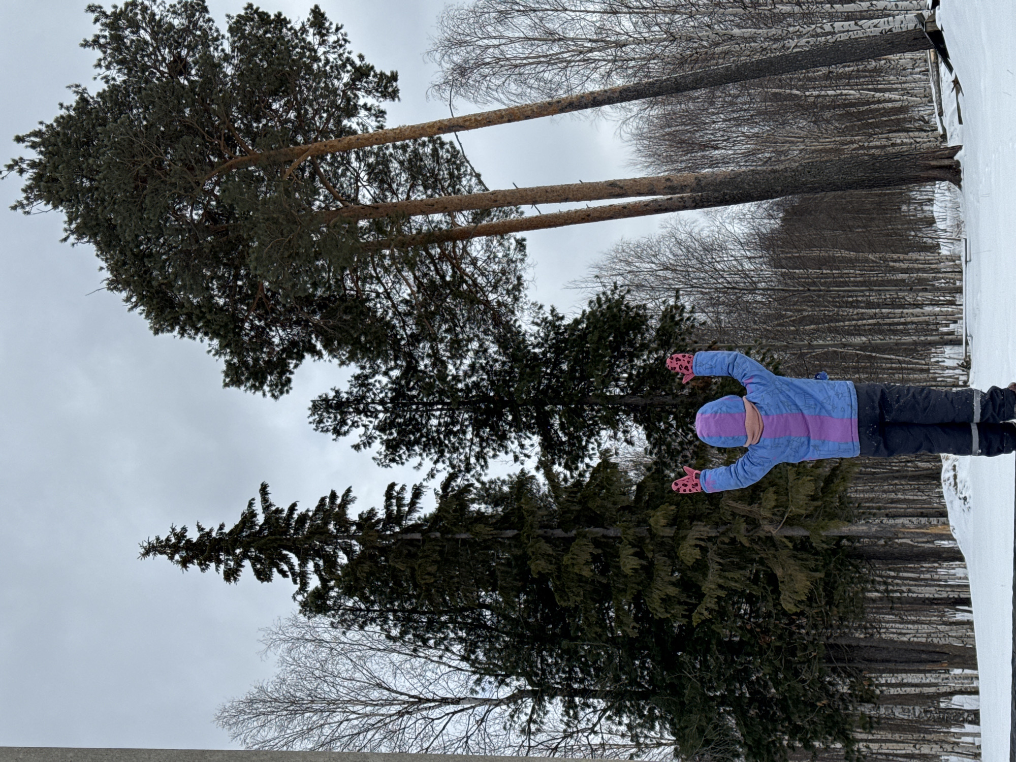 The image shows a child in Высокий, Russia, standing in a snowy, wooded area with bare and evergreen trees under an overcast sky. The child wears a blue and purple jacket, dark pants, and a pink hat and gloves. The child's arms are outstretched. The background consists of a dense forest of bare, thin trees and larger evergreen trees. Snow covers the ground.