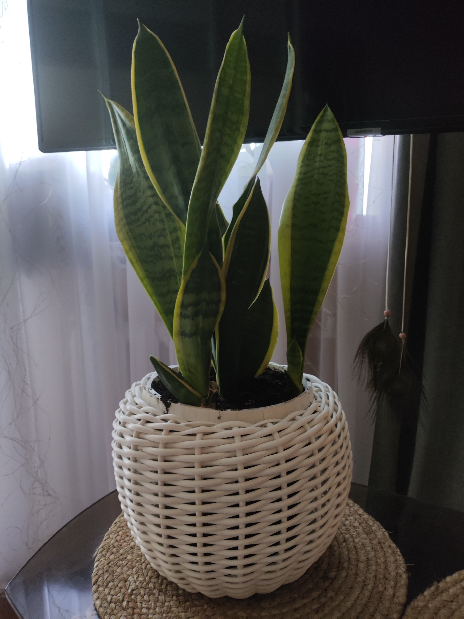 A snake plant is displayed in a white woven basket. The plant has tall, sword-like leaves with green and yellow variegation. It is placed on a round, woven mat, which sits on a dark, reflective surface that appears to be a table. In the background, sheer white curtains are visible, with a darker curtain behind them. To the right of the plant, a decorative object hangs from a string, featuring a dark feather and two small beads. The scene is indoors, illuminated by natural light coming from behind the curtains. There is no information to suggest the location is Kharkiv, Ukraine.