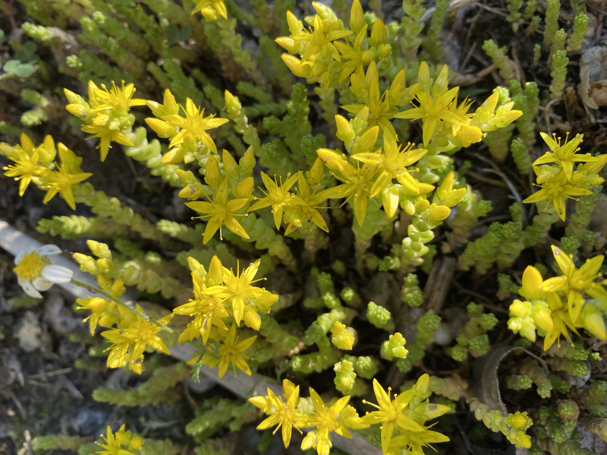 A ground-level, high-angle shot shows a cluster of bright yellow, star-shaped flowers amidst a dense, green, succulent-like ground cover. The plants appear to be growing in a natural, possibly uncultivated, environment with exposed earth visible in the background. There is also a partial glimpse of another flower with white petals to the left. The image was taken in the city of Dnipro, Ukraine.