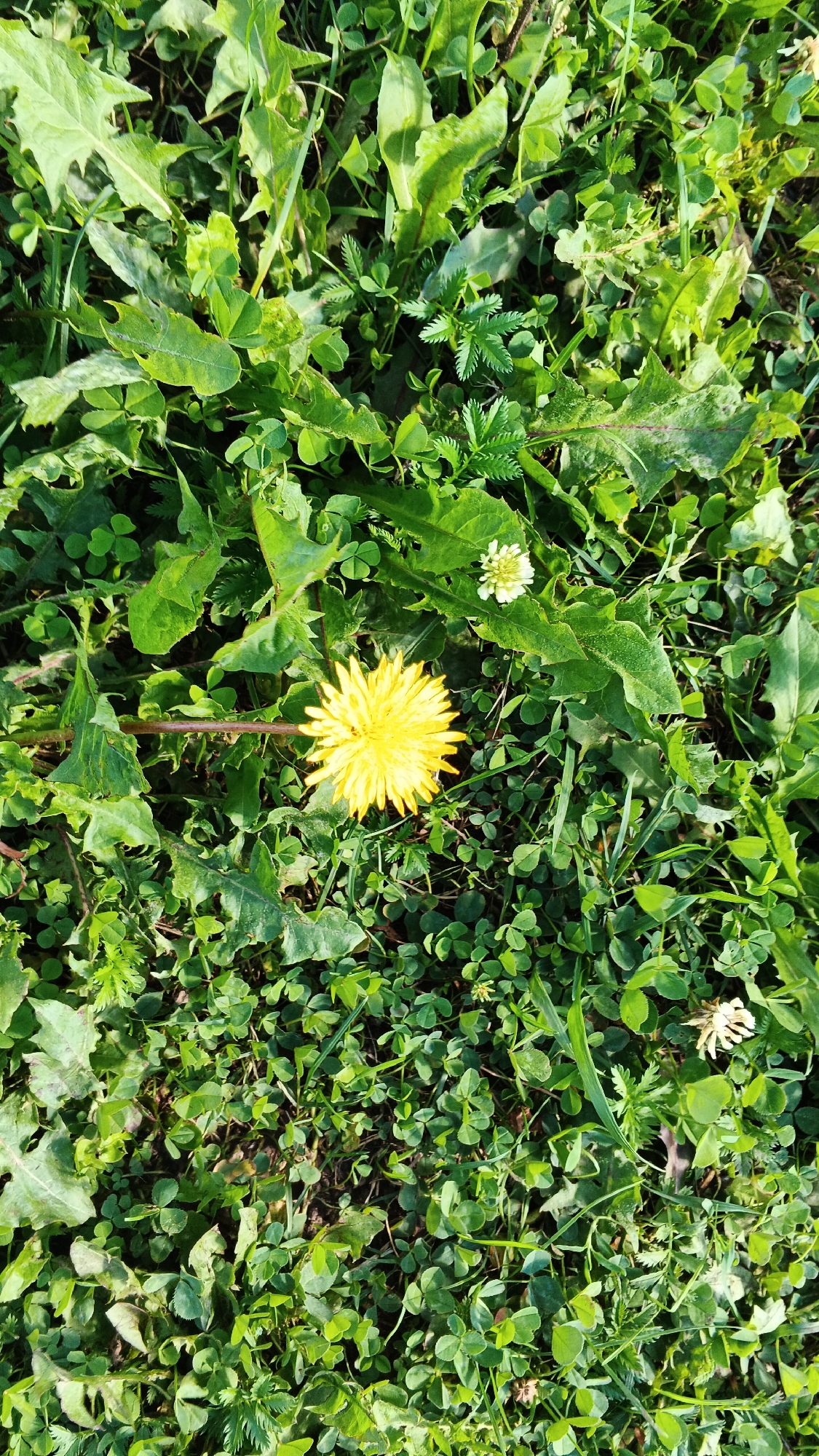 The image shows a close-up, overhead view of a dandelion in full bloom, its bright yellow petals contrasting with the surrounding green foliage. The dandelion is the most prominent subject, situated slightly to the left of the center. The ground is covered in a dense carpet of green grass, clover, and other wild plants, with some broader-leafed plants interspersed. There is also a small white flower visible in the upper right quadrant and another withered white flower in the lower right. The lighting suggests it is daytime, with sunlight casting shadows and highlighting the textures of the plants. The scene depicts a natural outdoor environment, likely a meadow or a patch of undeveloped land within the city of Подгорное, Russia, characterized by its lush vegetation.
