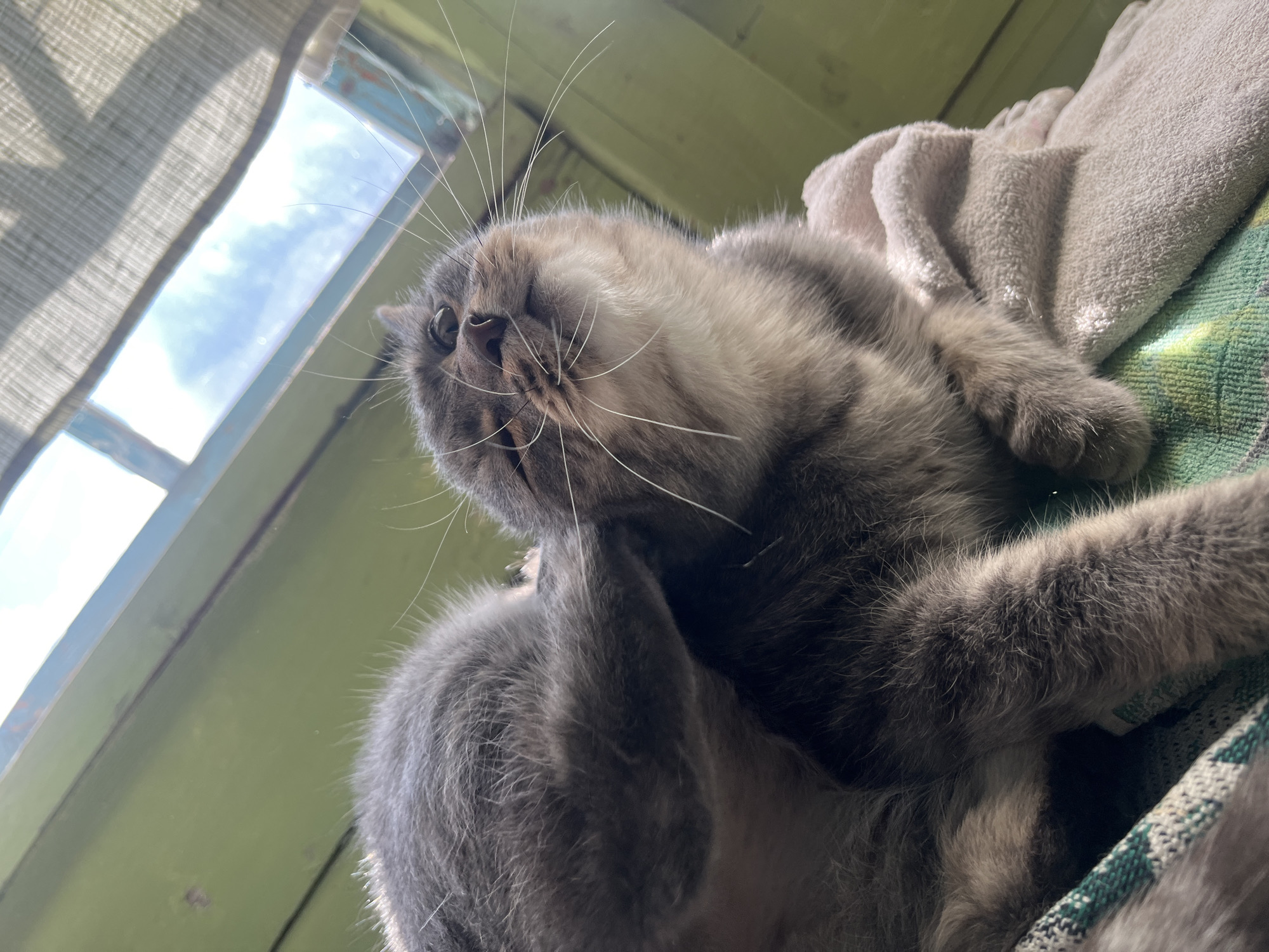 A low-angle, close-up shot focuses on the face of a grey tabby cat looking upwards. The cat has bright eyes and prominent whiskers. It appears to be resting on a soft, pink surface, possibly a blanket or towel, which is draped over a green patterned fabric. In the background, a green wooden structure with a window is visible. The window shows a bright sky with clouds. The scene suggests an indoor or semi-outdoor setting, possibly a porch or a room with a skylight. The cat's posture indicates relaxation. No people are visible in the image. The location in Nizhny Tagil, Russia, is not discernible from the visual information provided.
