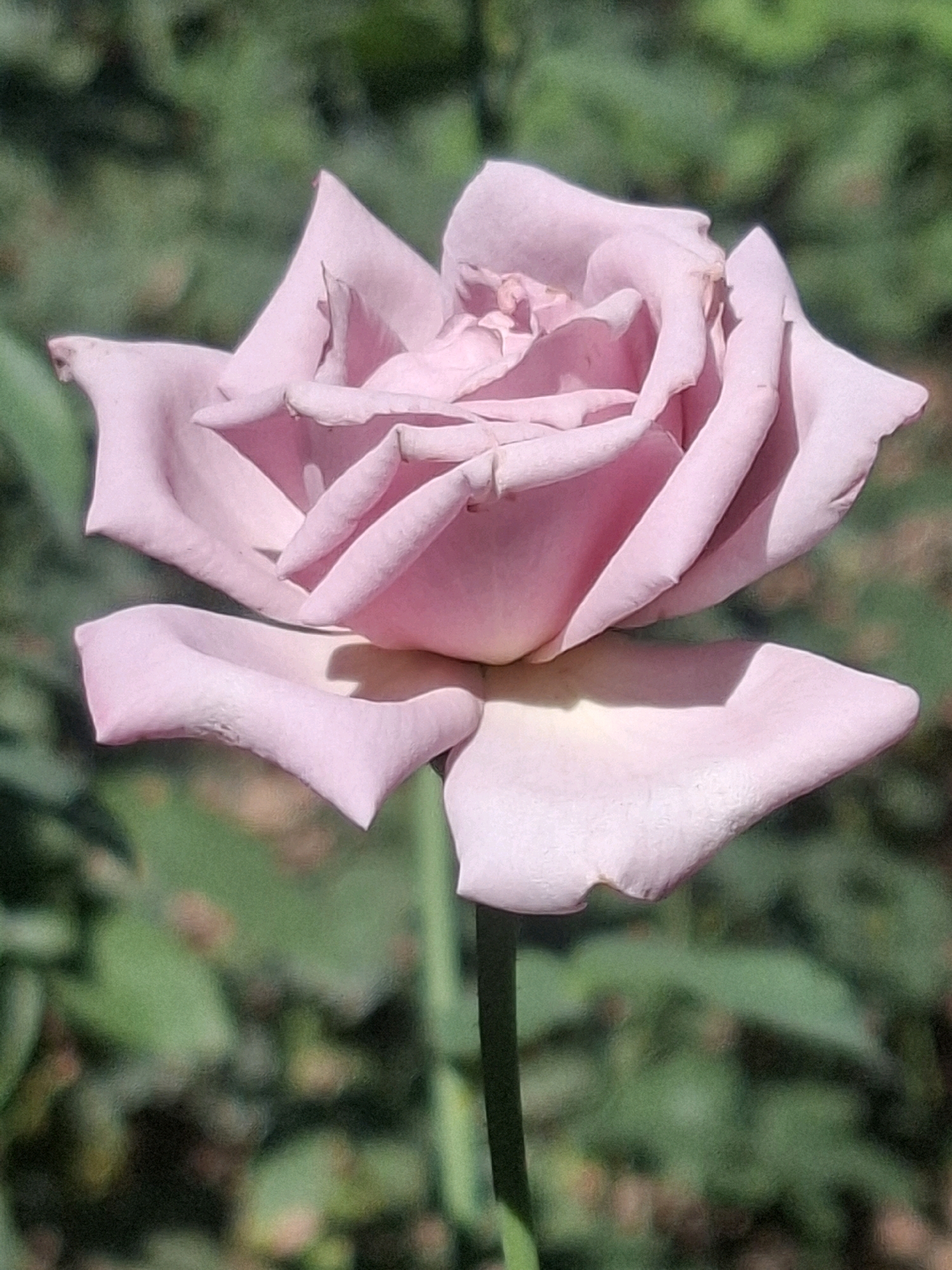 A close-up, eye-level shot captures a single, light pink rose in full bloom. The rose is positioned centrally in the frame, with its delicate petals unfurling. The background is a blur of lush green foliage, suggesting an outdoor garden setting. The lighting appears to be natural sunlight, casting subtle shadows on the rose's petals. The scene is serene and peaceful. The image does not depict any elements that can be used to identify its specific location within Almaty, Kazakhstan.