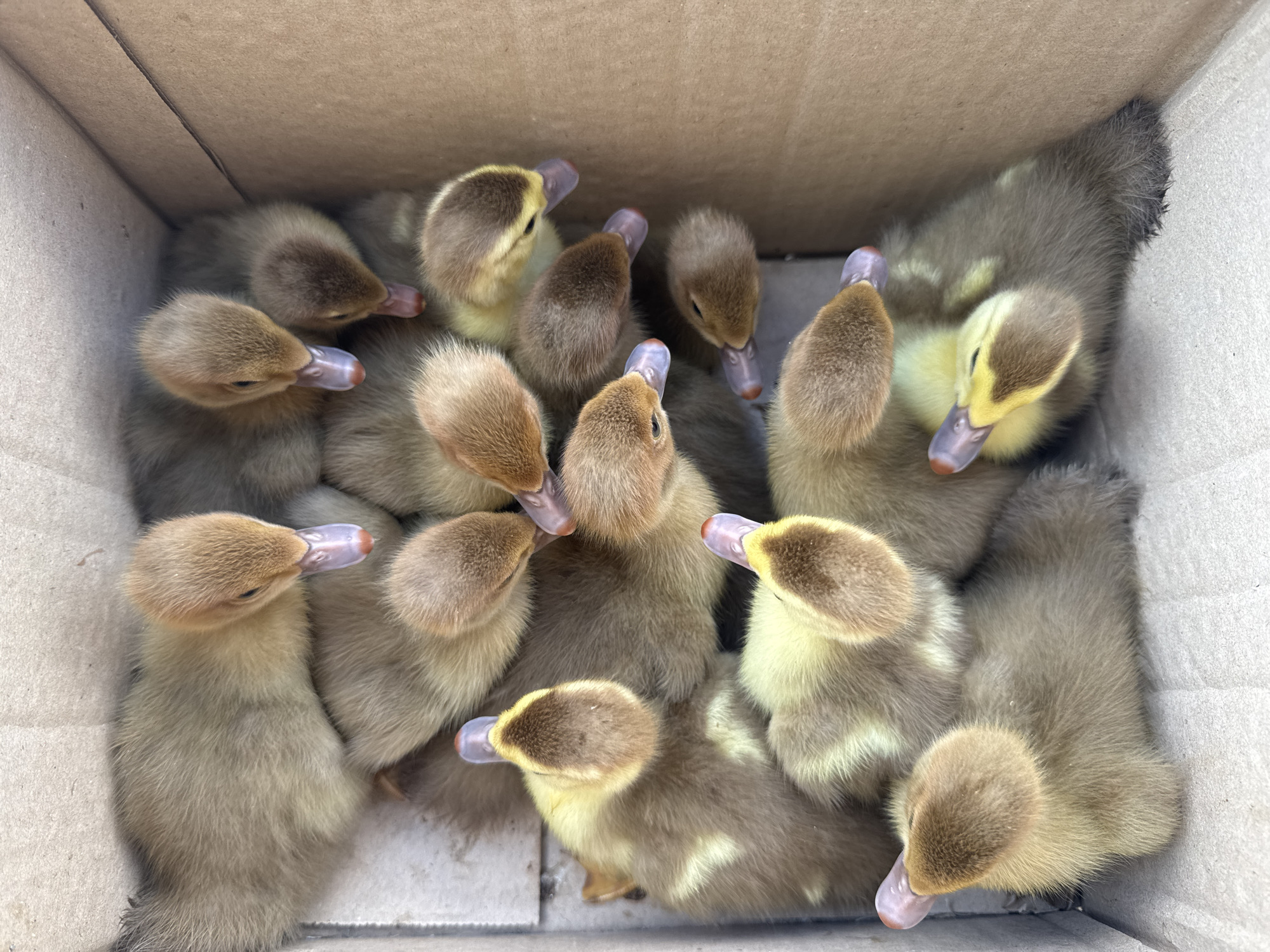 A close-up, top-down view shows a group of approximately twelve fluffy ducklings huddled together in a cardboard box. The ducklings are a mix of brown and yellow, with darker brown markings on their heads and wings. Their beaks are a soft purple and orange. The cardboard box is plain brown and appears to be in good condition. The scene is lit by an unseen overhead light source. The image does not provide any specific information about the location in Shcherbanka, Ukraine.