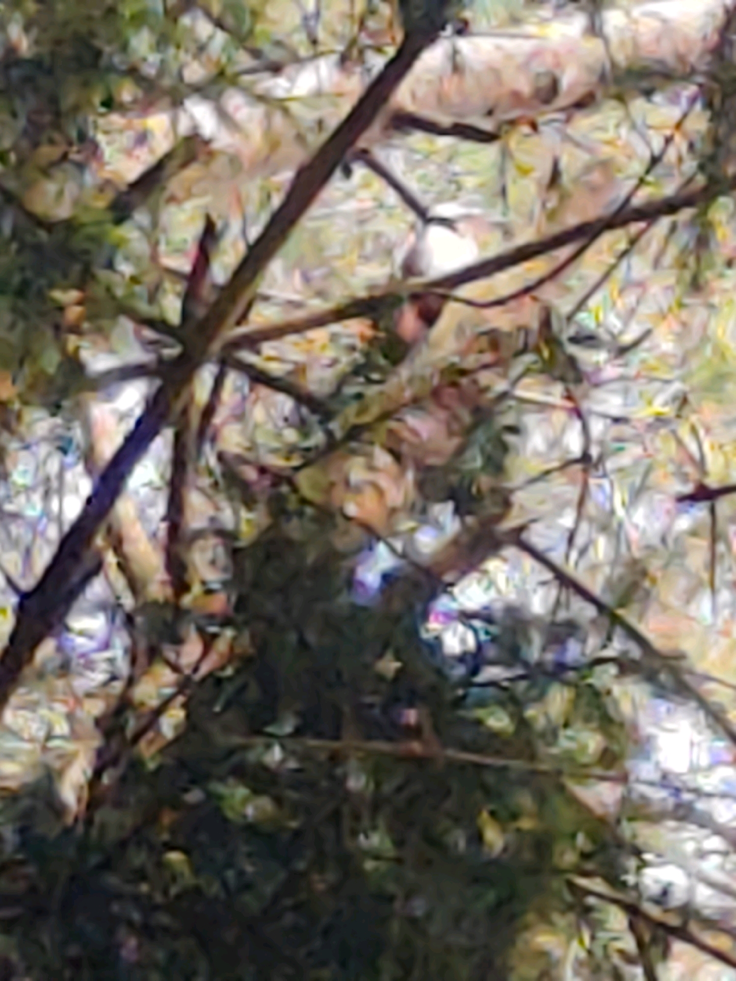 The image depicts a densely wooded area, likely a forest or park, with numerous tree branches and foliage visible. The lighting suggests it is daytime, with dappled sunlight filtering through the leaves, creating bright highlights and shadows. The overall impression is one of natural overgrowth, with a focus on the organic textures and forms of the trees. The scene does not contain any specific landmarks or objects that would allow for precise identification of a location within the city of Jonava, Lithuania. There are no people or discernible subjects present in the image.