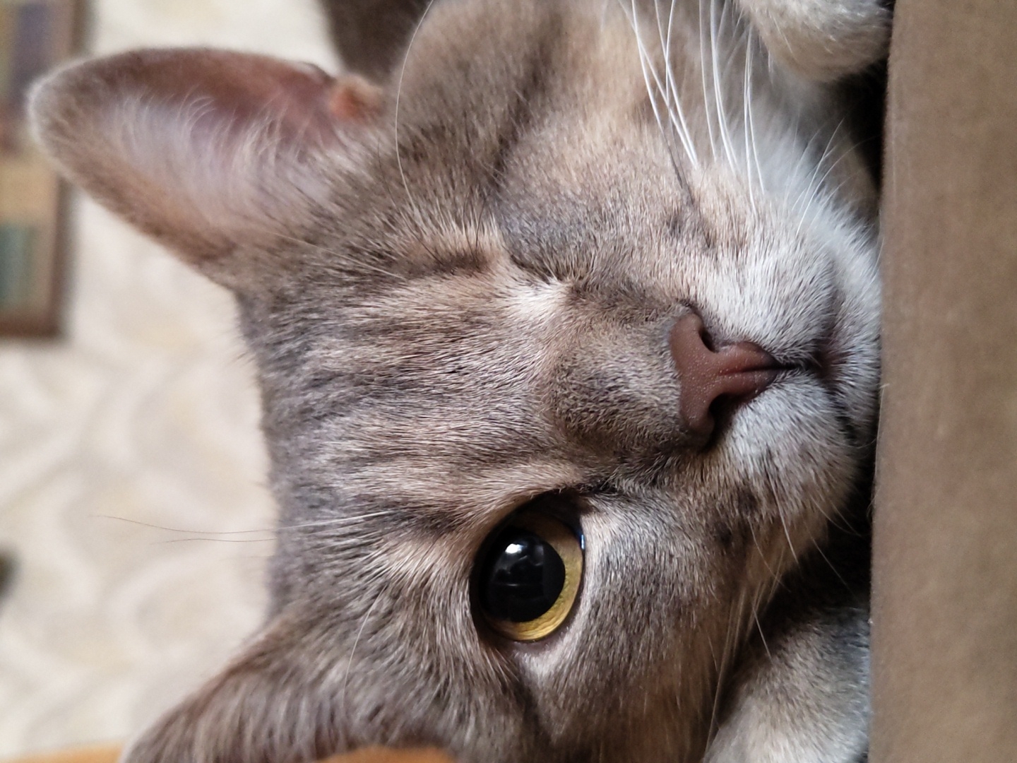 This is a close-up, vertical, eye-level, low-angle, outdoor shot of a tabby cat's face. The cat is peeking from the right side of the frame, with its head tilted. Its fur is a mix of grey and brown stripes, and its eye is a bright yellow with a black pupil. The cat's nose is a dark pink color. Its whiskers are long and white. The background is blurred, but it appears to be indoors, with a wall and some furniture visible. The lighting is soft and natural, suggesting it may be daytime. The cat appears calm and curious. There is no visible text in the image.