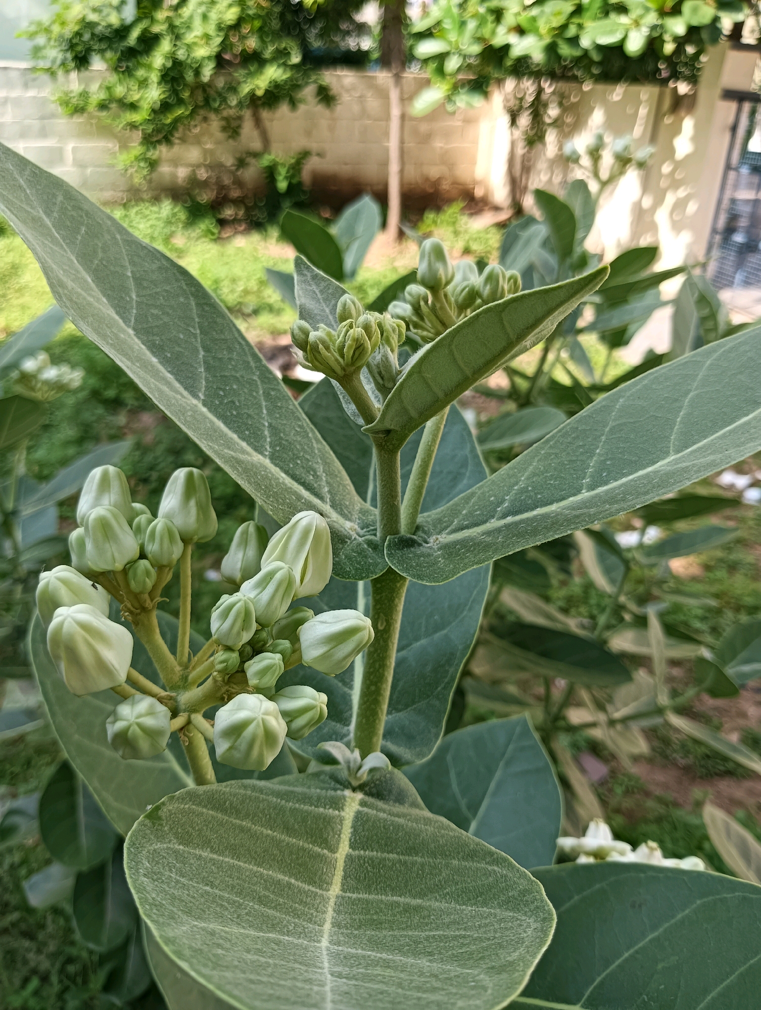 In the city of Hosapete, India, a close-up, eye-level, outdoor photograph captures a plant with large, fuzzy, grey-green leaves and clusters of pale green flower buds. The buds are tightly closed and have a pointed, somewhat triangular shape. Several stems branch out, each holding a cluster of these buds. The background is softly blurred, showing more of the plant's foliage, a brick wall, and some greenery, suggesting a garden or natural setting. The lighting is natural, casting soft shadows and highlighting the fuzzy texture of the leaves and buds.
