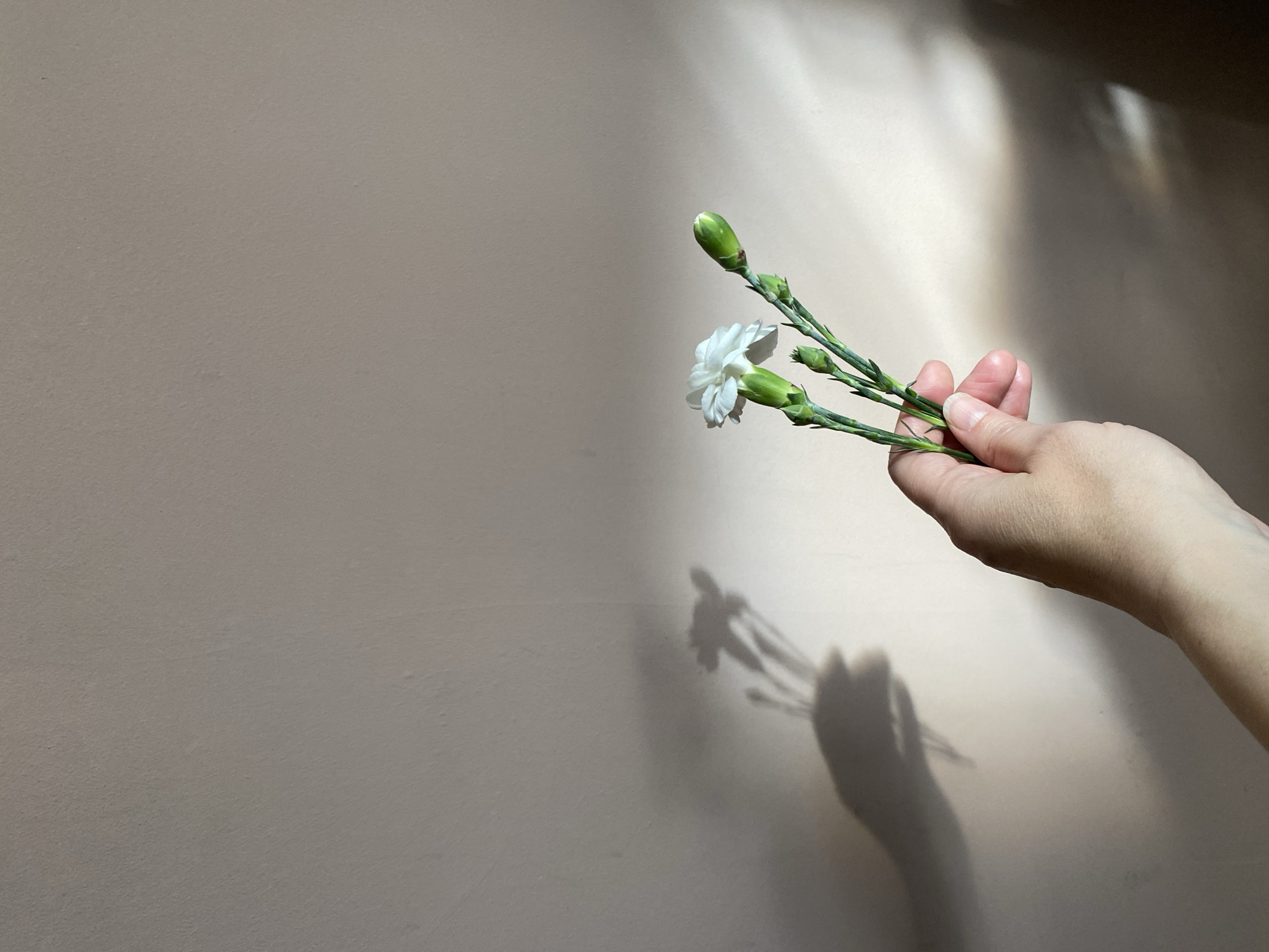 A right hand holds three green stems with small white carnations. The carnations cast a shadow on a peach-colored wall. The background also includes light from a window. The location is not evident from the image.