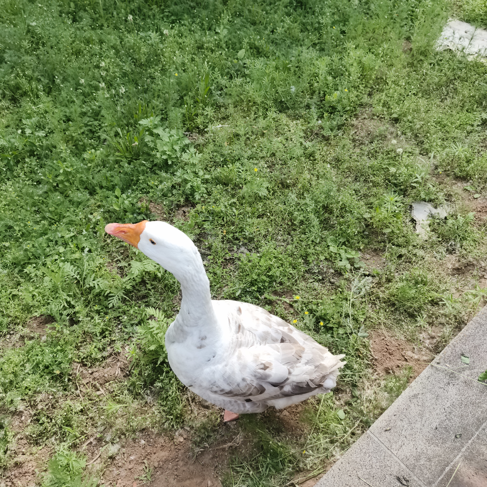 A white goose with an orange beak is standing in a grassy area. The goose is facing to the left and looking slightly upwards. Its body is mostly white with some greyish-brown markings on its wings. The ground is covered with green grass and some patches of dirt. In the upper right corner of the image, there is a concrete structure, possibly a border or path. The lighting suggests it is daytime. The scene appears to be outdoors in a natural setting. There are no people visible in the image. There are no specific details in the image that would allow for the identification of its location within the city of Chaikovsky, Russia.
