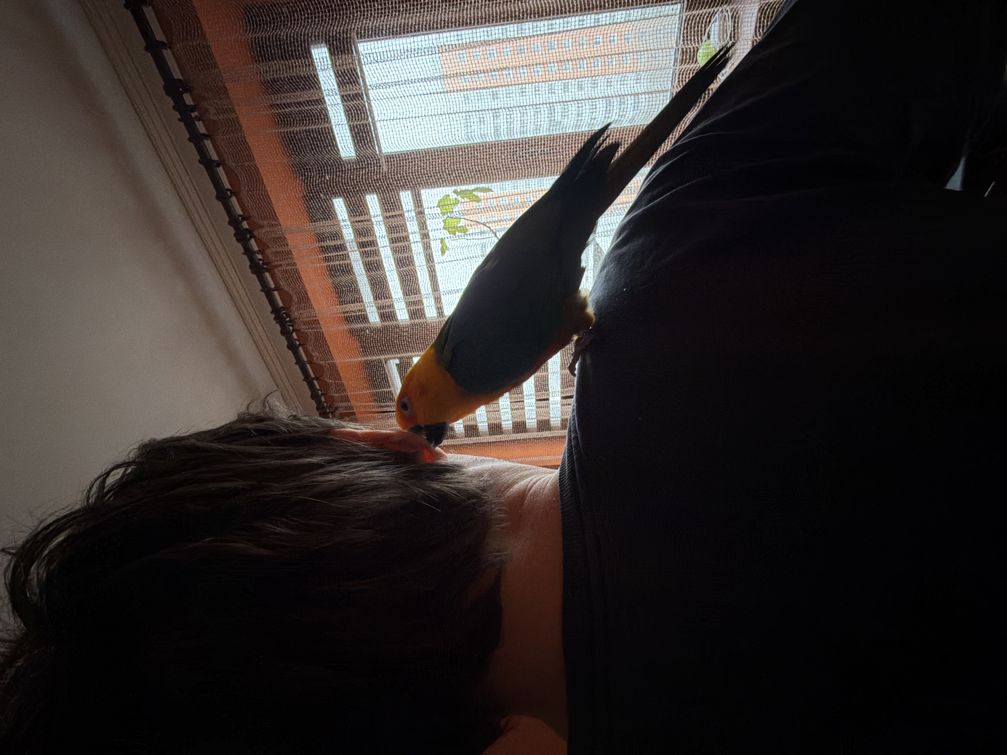 A medium shot angled upward shows a person lying down with a bird perched on their shoulder. The person has dark hair and a light-skinned neck. The bird is a Sun Conure, with a yellow head and green back. The bird's beak is near the person's ear. The person is wearing a dark-colored shirt. Behind them, there is a window with a partly obscured view of a building exterior. The location is Khimki, Russia.
