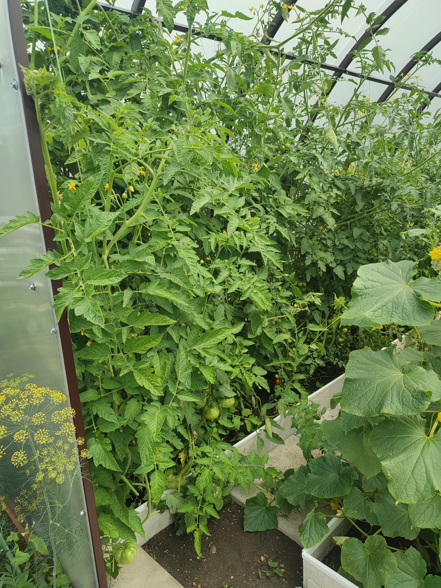 A greenhouse interior is filled with lush, green tomato plants and cucumber plants. The tomato plants are tall and bushy, with many leaves and small yellow flowers. Some green tomatoes are visible amongst the foliage. The cucumber plants have large, textured leaves and are also growing in abundance. The scene is brightly lit, suggesting daytime. The greenhouse structure is visible with translucent panels and metal framing. Outside the greenhouse, through the panels, a dill plant with yellow flowers can be seen. The ground within the greenhouse appears to be soil. There are no people or animals visible in the image. The setting is domestic, likely a garden or allotment.