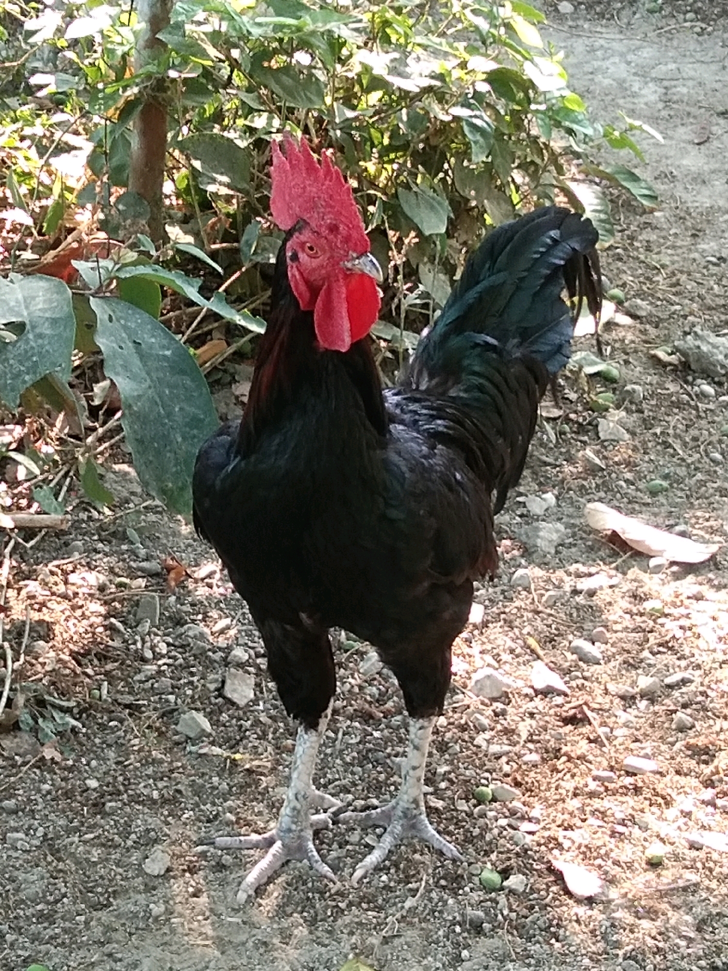 A black rooster with a bright red comb and wattle stands on a gravelly path in Karangsambung, Indonesia. The rooster is facing the camera, its head slightly tilted to the left. Its feathers are primarily black, with some iridescent green and blue hues visible on its tail and wing. Its legs are pale gray with visible scales and sharp claws. Behind the rooster, a lush green bush with large, dark green leaves provides a natural backdrop. The ground is covered in small gray and white stones, with scattered fallen leaves and a few small green berries. The scene is illuminated by natural sunlight, creating shadows and highlights that add depth to the image. The overall impression is one of a vibrant, healthy bird in its natural environment.