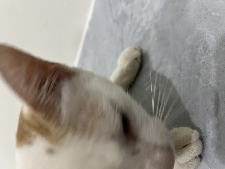 The image captures an extremely close-up and low-angle perspective of a cat. The cat's head dominates the foreground, largely blurred, suggesting either rapid movement or the camera's focus being elsewhere. Its fur appears to be primarily white with patches of orange or ginger, particularly noticeable on the ear visible on the left side of the frame. Long, white, prominent whiskers extend from the cat's right side towards the center and lower right, casting distinct shadows on the background surface. A dark, blurry shape in the center-right might hint at an eye, and a pinkish blur below it could be the nose. Two white paws are visible in the right half of the image, one in the upper right corner and another in the lower right, resting on the textured surface. The background consists of a light grey, slightly textured surface, possibly a concrete wall or floor, which runs diagonally across the image. A plain, brighter white or light grey surface is visible in the upper left portion of the background. The lighting appears bright, possibly from an indoor source. The overall impression is an intimate and slightly disorienting view, as if the cat is looking directly down at or interacting playfully with the camera. No text is visible in the image.