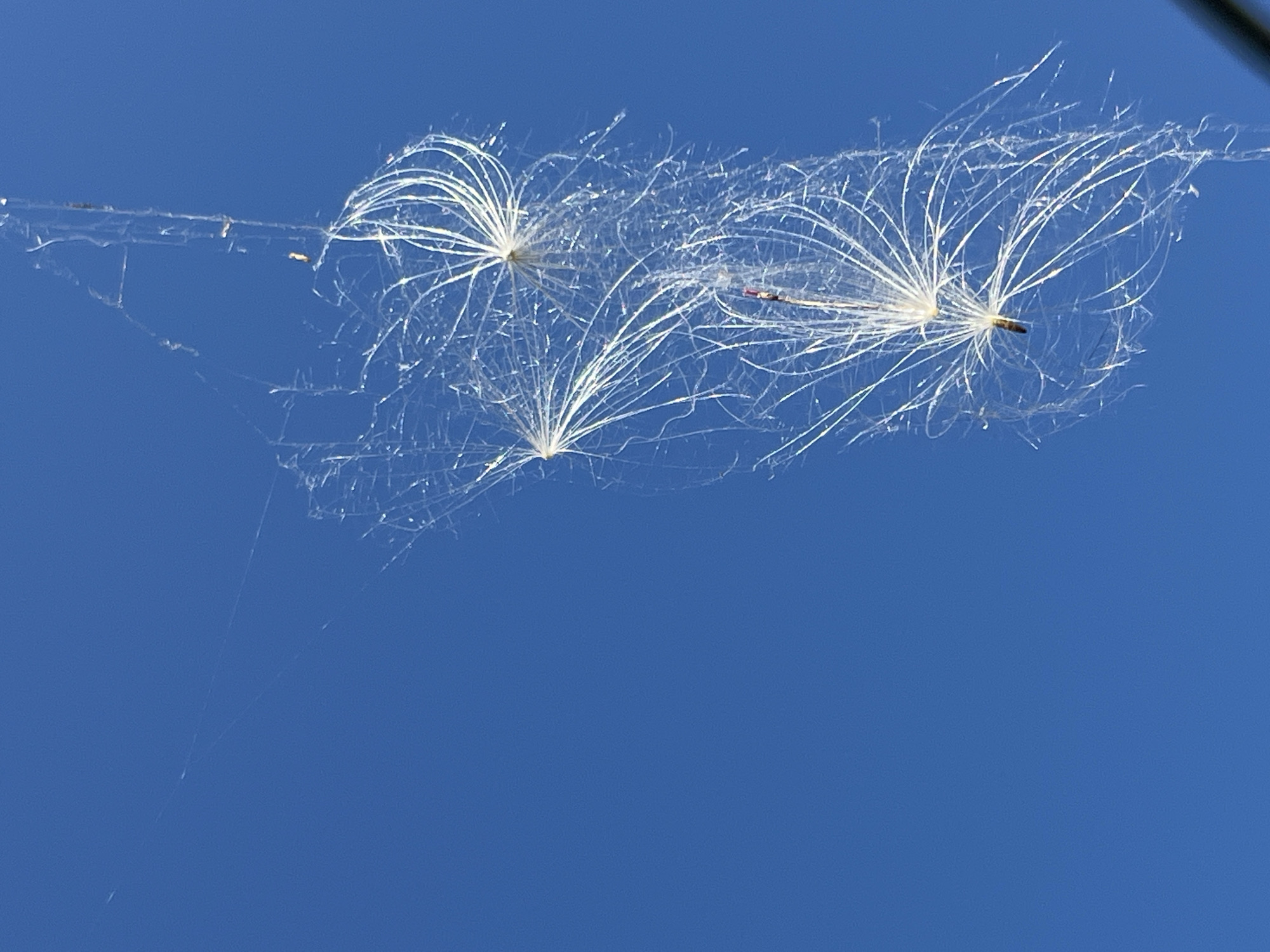 The image shows several dandelion seeds caught in a spiderweb, suspended against a bright blue sky. The seeds, with their feathery pappus, are clustered together, appearing delicate and weightless. The spiderweb is finely spun and transparent, catching the light in a way that makes it almost invisible except where it is snagged with debris. The background is a uniform expanse of clear blue sky, suggesting an outdoor scene on a sunny day. The image does not depict the city of Krasnyye Barrikady, Russia.
