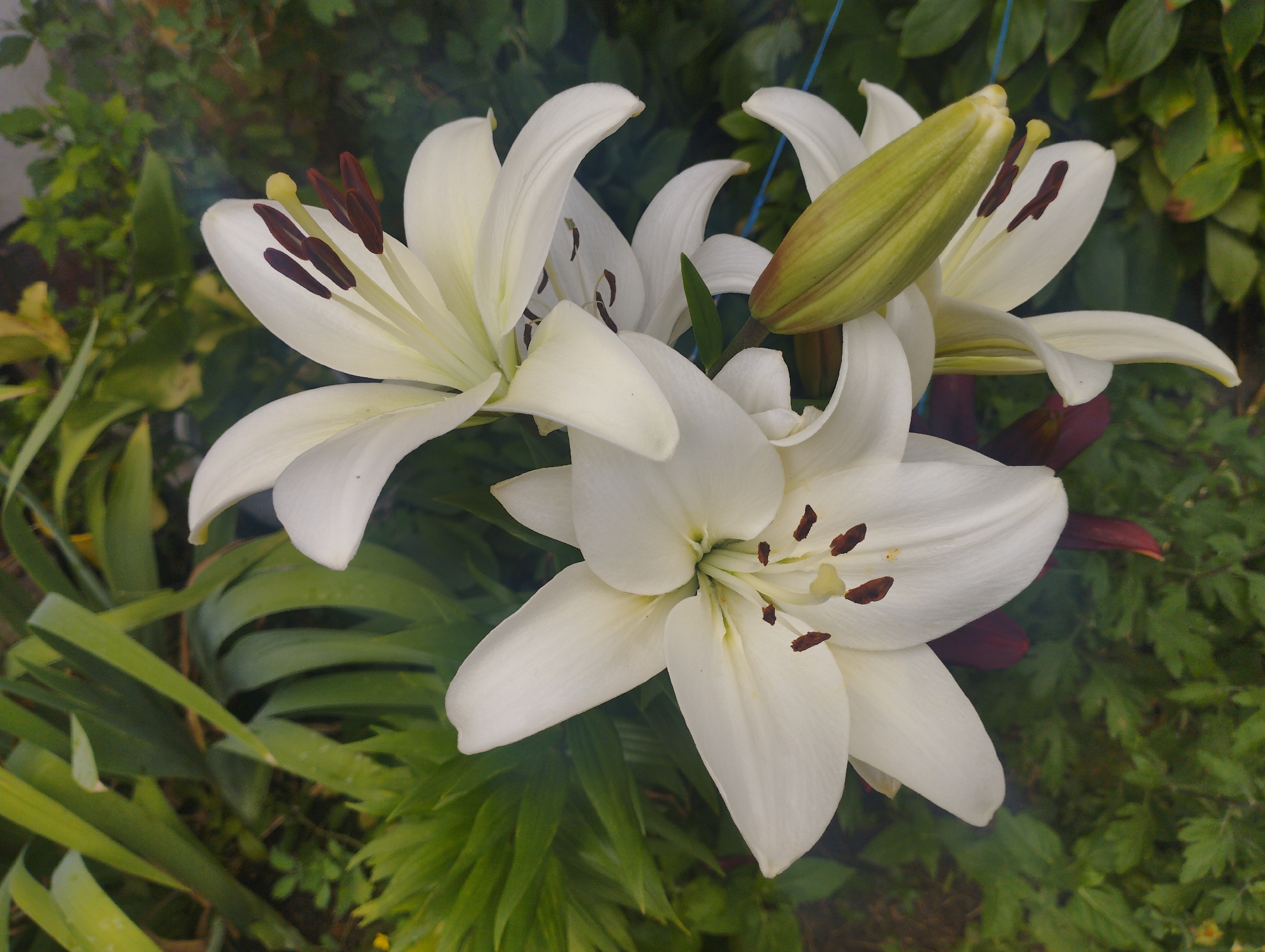 A close-up, eye-level shot captures three white lilies in bloom, with a fourth lily bud visible. The flowers are in the foreground, set against a blurred backdrop of lush green foliage. The lily in the bottom center is fully open, its petals curving outwards, revealing dark brown anthers tipped with yellow pollen. To its left, another white lily is also fully open, its petals gracefully spread. A partially open lily is situated to the top left, with its white petals unfurling. To the right, a prominent green lily bud, with hints of red at its tip, is still closed, suggesting it will bloom soon. The scene is illuminated by natural light, creating soft shadows and highlighting the delicate textures of the petals. There are no people or animals present in the image. The environment appears to be a garden or an outdoor setting with dense greenery.
