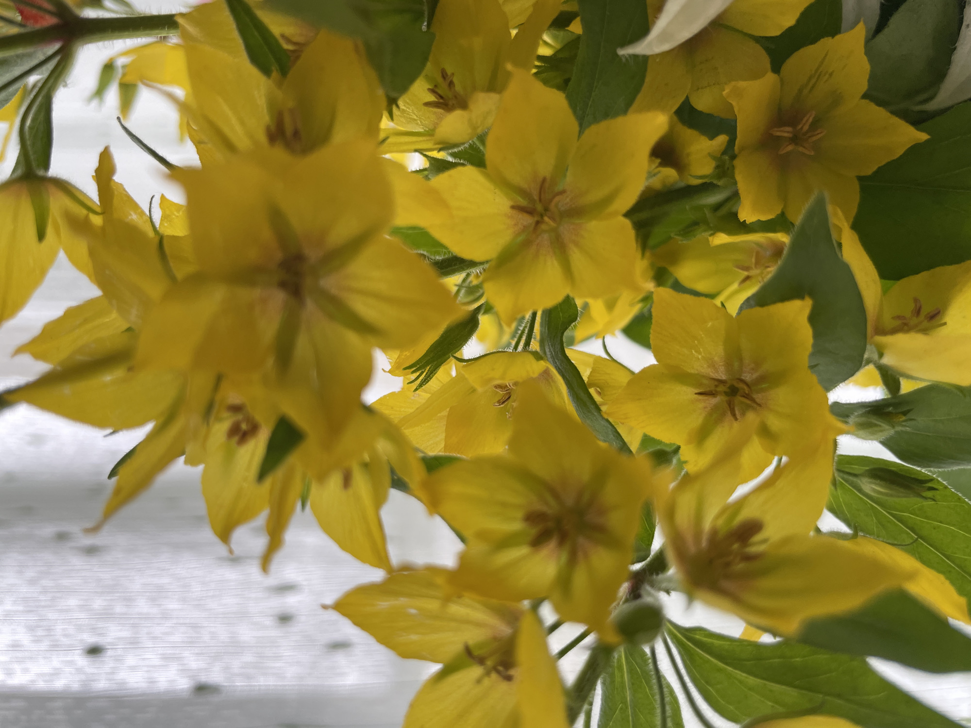 A close-up, low-angle shot captures a bouquet of bright yellow flowers with green leaves. The flowers, appearing to be of a single species, have five pointed petals and delicate brown centers. Some of the petals show slight wilting or imperfections, and a few have small water droplets on them. The background is a blurred white curtain with a subtle, patterned texture, suggesting the bouquet is indoors and near a window. The lighting is soft, casting a gentle illumination on the flowers. The image does not contain any information that would indicate a location in the city of Perm, Russia.