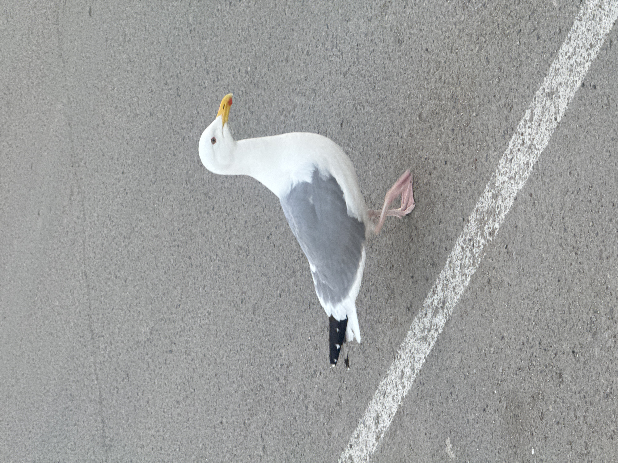 A lone seagull stands on an asphalt surface with a white painted line across it. The seagull is mostly white with gray wings and black wingtips. It has a yellow beak with a red tip and pink legs and feet. The seagull is facing to the right of the frame, with its head turned slightly to look forward. The background is a plain gray asphalt surface, suggesting an outdoor urban or industrial setting. There are no people or other animals visible in the image. The image is a medium shot, focusing on the seagull and its immediate surroundings. The location in Listvyanka, Russia, is not evident from the visual information alone.