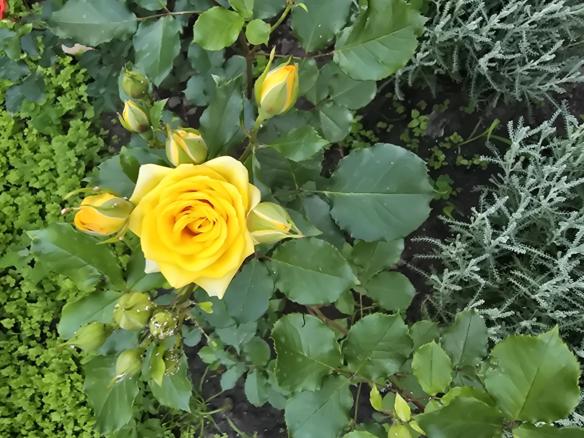 In Sofiivska Borshchahivka, Ukraine, a close-up, overhead shot captures a vibrant yellow rose in full bloom, its petals unfurling in the center of the frame. The rose is surrounded by numerous green rosebuds in various stages of development, some tightly closed and others beginning to open, revealing hints of yellow within. The rose's stem is adorned with lush, dark green leaves, some of which exhibit water droplets, suggesting recent rain or dew. The background consists of dense, bright green foliage, possibly from a hedge or other ground cover, and darker soil with scattered small green plants. In the foreground, a cluster of feathery, silvery-green plants adds textural contrast to the scene. The lighting suggests an outdoor setting, likely a garden, with natural light illuminating the flowers and foliage. No people are present in the image.