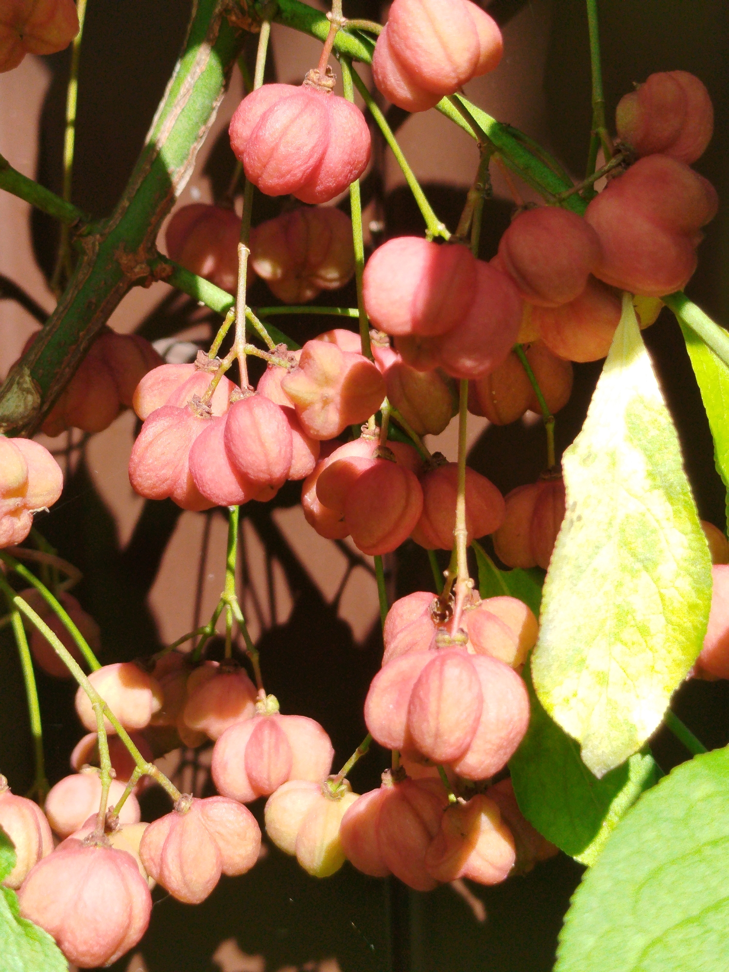 A close-up, eye-level shot captures a cluster of ripe, pinkish-orange fruits hanging from a green vine against a dark brown, textured background. The fruits are round with segmented lobes and appear to be swollen with seeds. Sunlight illuminates some of the fruits, creating highlights and casting shadows. A light yellow-green leaf, partially out of focus, is visible in the right portion of the frame. The scene is suggestive of a garden or natural setting, likely in the city of Chkalovskoye SNT, Russia, during late summer or early autumn when such fruits ripen. There are no people or animals present in the image.