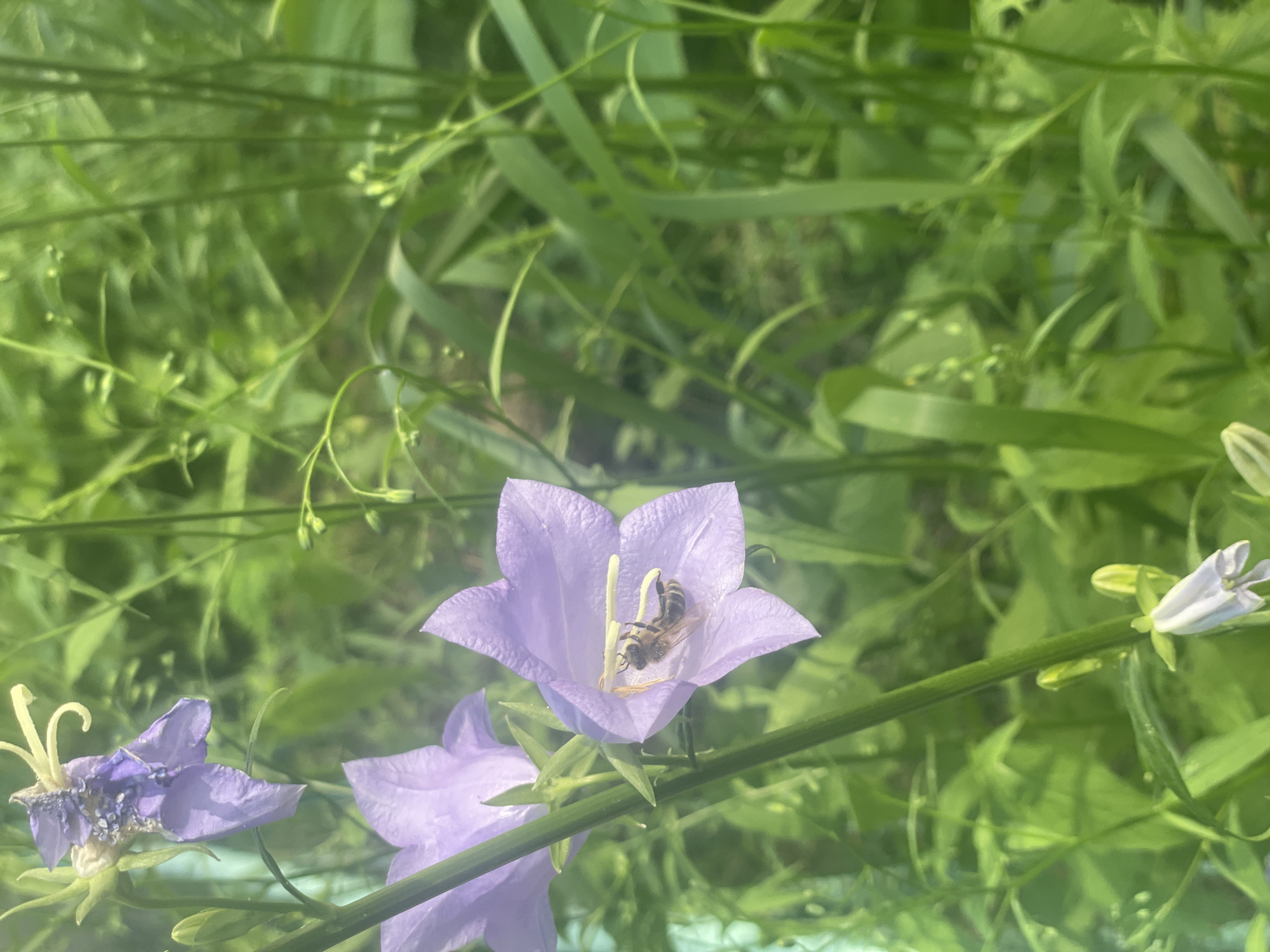 In an outdoor setting, likely a garden or park area in Poltava, Ukraine, a close-up view captures a bee foraging on a delicate purple bellflower. The bee, with its striped abdomen, is positioned inside the flower, its legs and body reaching towards the stamen. The bellflower, with its five distinct petals, is in bloom, its color a soft lavender. Another bellflower, slightly out of focus, is visible to the upper left. The background is a lush tapestry of green foliage, with tall grasses and other plants suggesting a natural, verdant environment. The lighting indicates a bright, possibly sunny day.