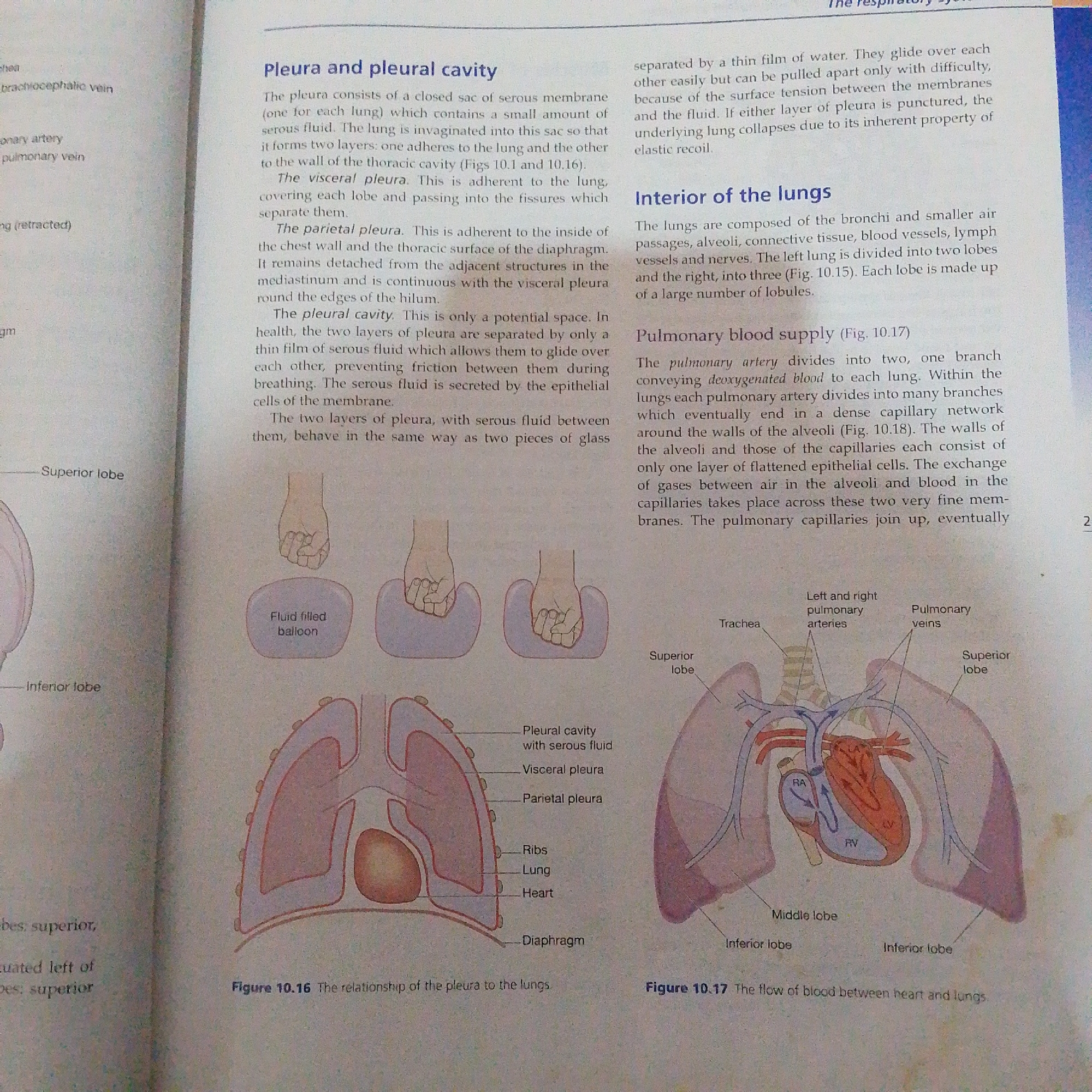 This media file is a photograph of two pages from a textbook, likely an anatomy or biology textbook, discussing the pleura and lungs. The left page features diagrams illustrating the pleura and its relationship to the lungs and diaphragm. One diagram shows a cross-section of the lung with labels for the visceral pleura, parietal pleura, pleural cavity, ribs, lung, heart, and diaphragm. Another illustration shows two hands interacting with fluid-filled balloons, presumably to demonstrate the concept of pleural friction. The right page contains text explaining the interior of the lungs and their pulmonary blood supply, accompanied by a diagram of the heart and lungs showing the trachea, pulmonary arteries, pulmonary veins, and different lobes of the lungs. Text within the images includes labels for anatomical structures and figure captions: "Figure 10.16 The relationship of the pleura to the lungs" and "Figure 10.17 The flow of blood between heart and lungs." The context of Jalingo, Nigeria is not evident from the image itself.