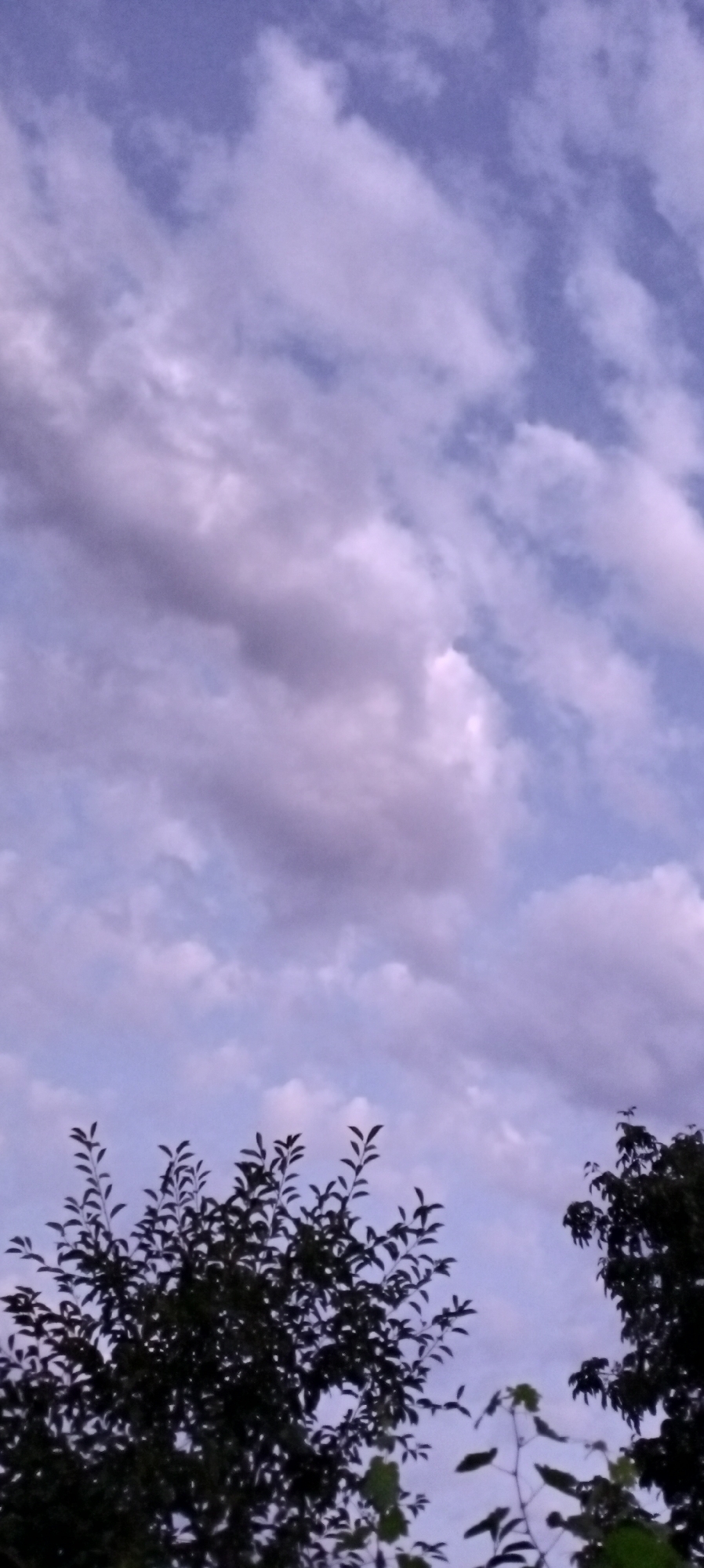 The image shows a cloudy sky in Sokuluk, Kyrgyzstan. The sky is a pale blue with streaks of purple and white clouds. The clouds appear to be thin and wispy, and they are moving from left to right. The sun is not visible, but its light is diffused through the clouds, creating a soft, even illumination. In the foreground, there are the dark silhouettes of trees. The leaves of the trees are silhouetted against the sky, and they appear to be dense and lush. The overall impression is one of a peaceful, serene day.