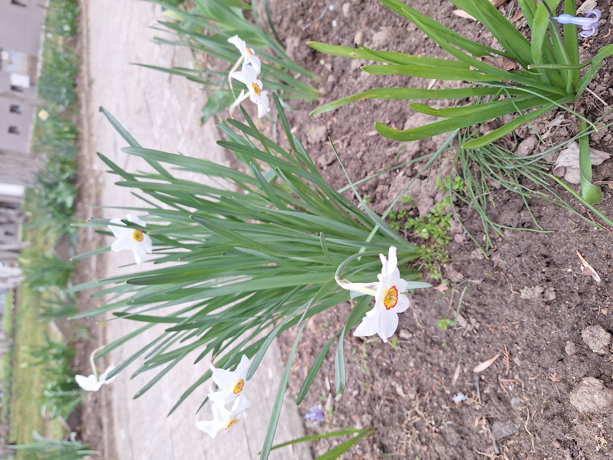 The image depicts a flower bed with white and yellow daffodils in full bloom. The flowers are set against a backdrop of green leaves and brown soil. A portion of a building and a sidewalk can be seen in the background. The location is likely a residential area in Blagoevgrad, Bulgaria. The scene appears to be a springtime garden.