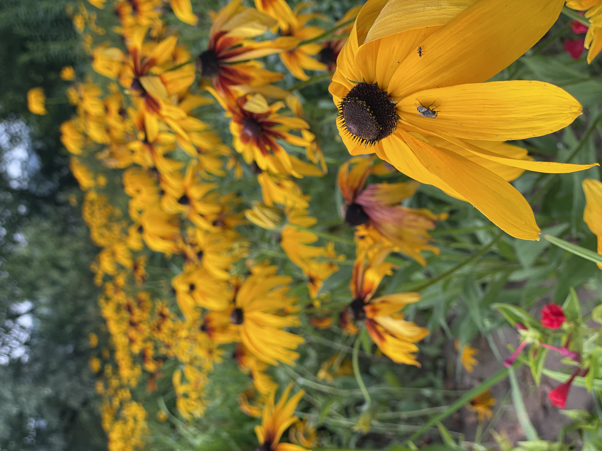 The image displays a field of Black-eyed Susans in Baldeyka, Russia. The flowers are predominantly yellow with dark brown centers, and many are in full bloom, with some petals slightly curled. A few small insects, including a fly, are visible on the petals of the closest flower in the foreground. The background is blurred, showing more of the same flowers and green foliage, suggesting a dense planting. The lighting is natural, indicating an outdoor daytime setting.
