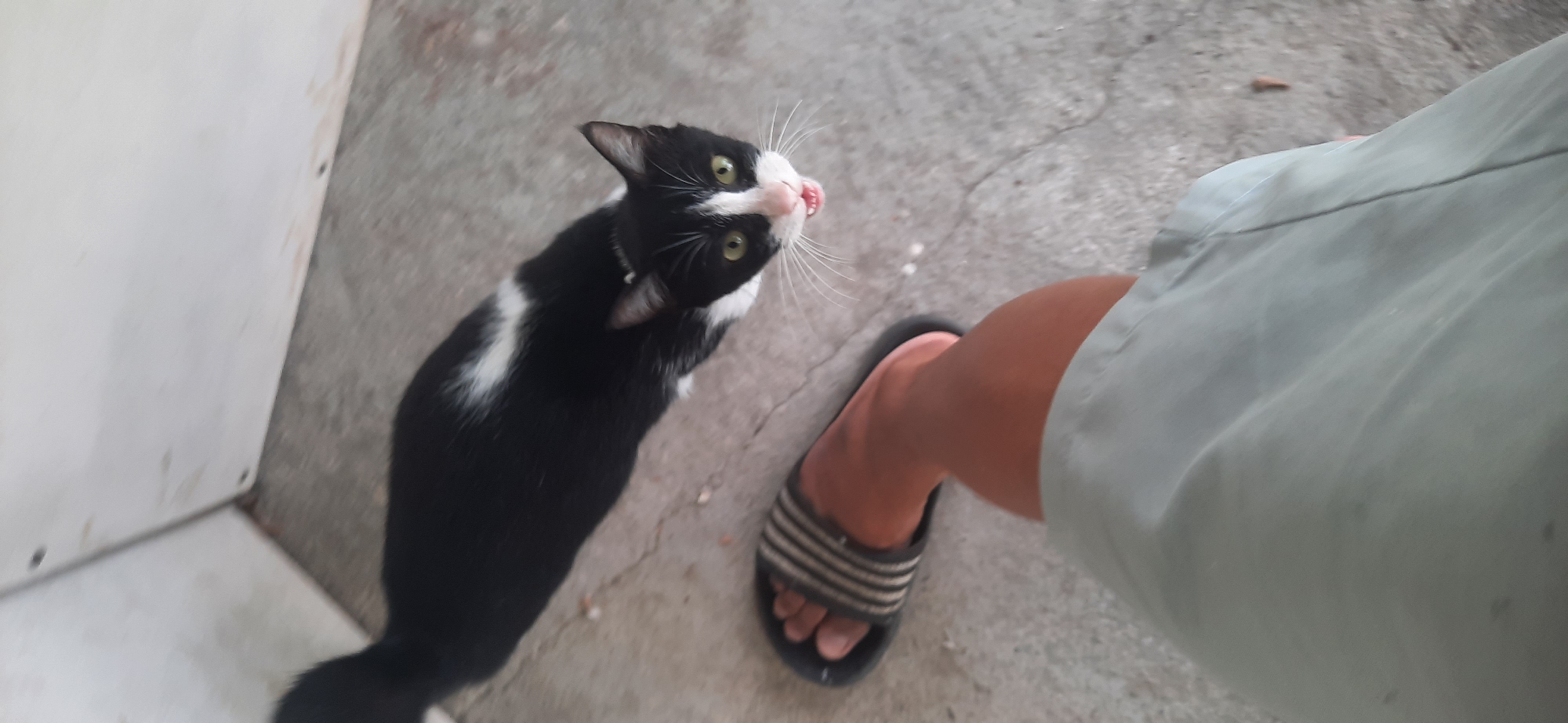A black and white cat with green eyes and mouth open is looking up at the camera. It is standing on a concrete floor next to a person's leg wearing a light green shirt and a sandal. The scene appears to be outdoors, possibly in an alley or courtyard, with a white wall in the background. The image was taken in Cisauk, Indonesia.