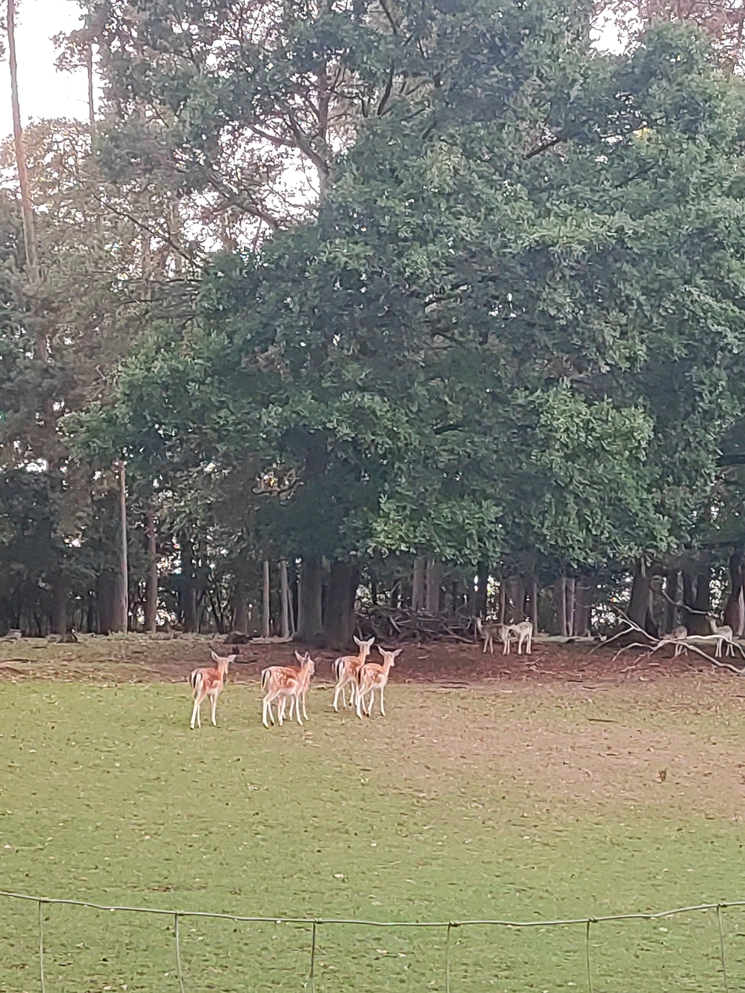 In Lichtenau, Germany, a herd of fallow deer graze in a grassy clearing at the edge of a dense forest. The deer are mostly young, with their characteristic spotted coats visible in the dappled light. Several adult deer stand among them, their elegant forms silhouetted against the trees. The forest is a mix of deciduous and coniferous trees, with a thick undergrowth of bushes and fallen branches. The ground is covered in a carpet of green grass, with patches of brown earth and dry leaves. The sky is overcast, with hints of sunlight breaking through the clouds. A wire fence runs along the foreground of the image, separating the clearing from the viewer.