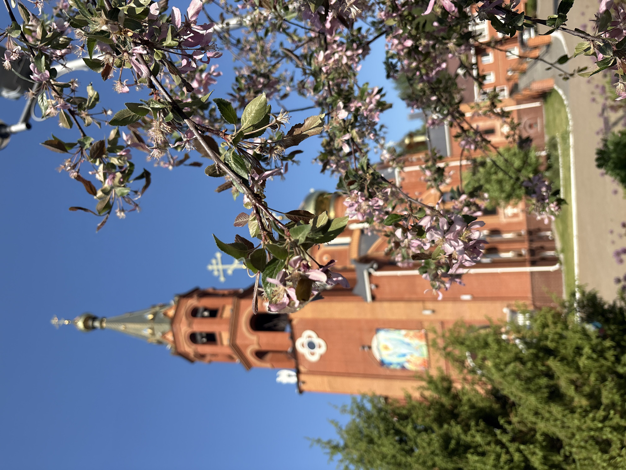 The image shows a building in Chaikovsky, Russia, framed by branches with light pink flowers and green leaves. The building appears to be a church, identifiable by its prominent spire topped with a cross and a golden dome. The building is predominantly reddish-brown, with architectural details such as arched windows, a decorative flower-like emblem, and a rectangular mosaic depicting a religious scene. A secondary building is visible in the background. The sky is a clear, bright blue. Green foliage surrounds the base of the church. A lamppost is visible.