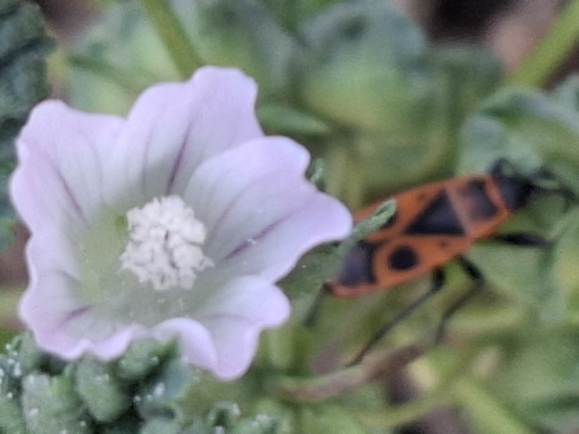 A close-up, shallow depth-of-field, slightly blurry photograph captures a pale pink, five-petaled flower with dark purple veins. In the foreground and slightly out of focus, a red and black insect, likely a Pyrrhocoris apterus (firebug), is visible, with its distinctive triangular markings. The insect is positioned below and to the right of the flower, with its legs splayed. The background is a soft blur of green foliage, suggesting an outdoor, natural setting. The image is taken in Almaty, Kazakhstan, likely in a park or garden area. No people are present.
