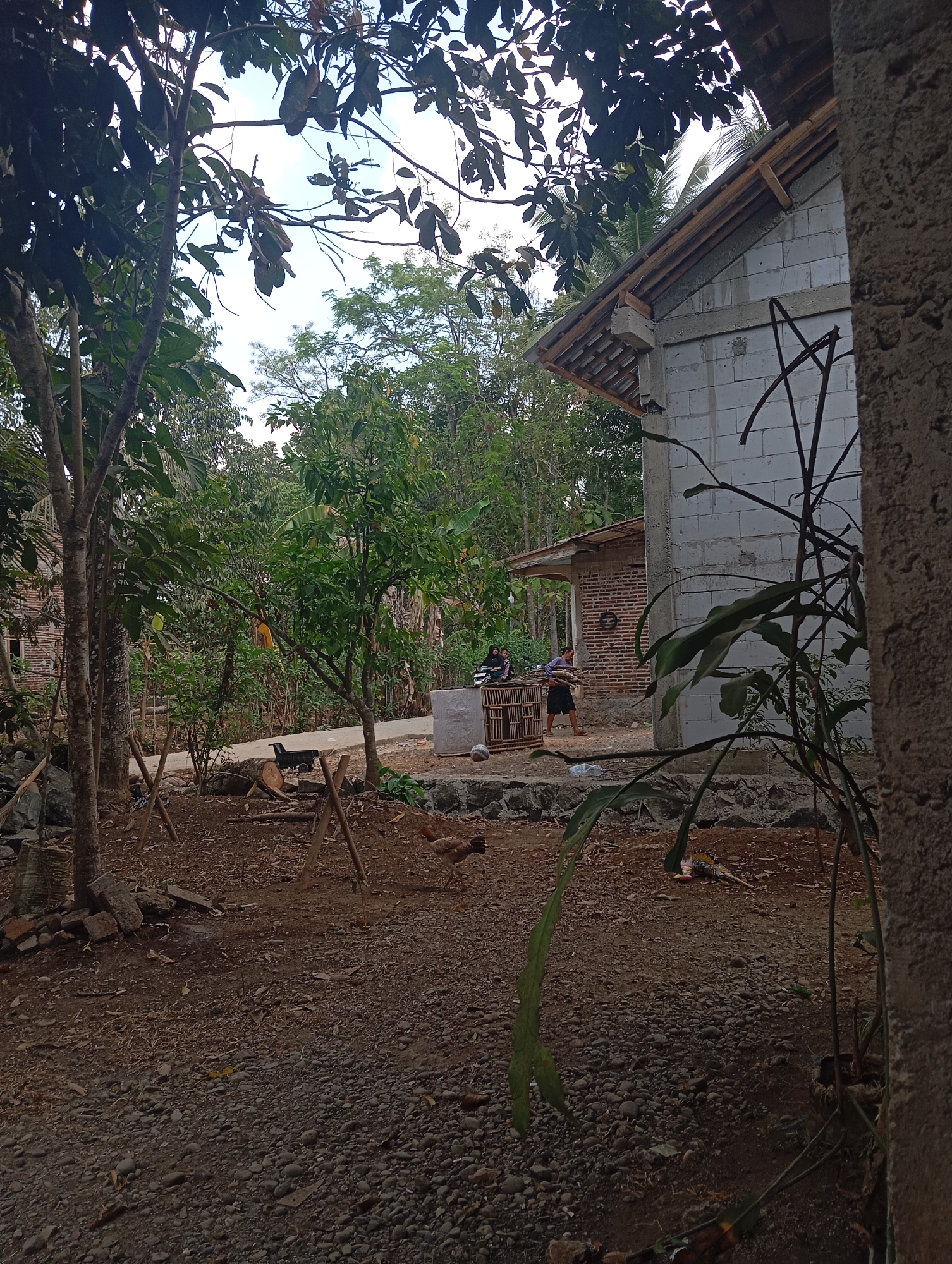 A medium-shot, eye-level, outdoor, daylight scene in Kedungbenda, Indonesia, depicts a rural setting. The foreground is dominated by dry, reddish-brown earth scattered with small stones, twigs, and dried leaves. To the left, a large tree trunk with rough bark stands prominently, partially obscuring a woven basket and some large rocks. Several wooden stakes are driven into the ground, forming a rudimentary structure. A chicken is visible in the middle ground.
To the right of the foreground, a coarse, concrete-textured pillar occupies the right edge of the frame. Behind the pillar and extending into the midground, a building with unfinished, white concrete block walls and a gabled roof with exposed wooden rafters is under construction. Further back, a smaller, single-story building with a brick exterior and a tin roof is visible.
In the middle ground, a young male, wearing dark shorts and a light-colored t-shirt, carries a bundle of wood. He is walking away from a wooden chicken coop towards the brick building. Two individuals, one wearing a headscarf and dark clothing and another in a light-colored garment, are seated near the chicken coop. A large plant with broad, green leaves grows in front of the concrete pillar. The background features lush green foliage, including trees and vegetation, suggesting a tropical environment. The sky above is bright, indicating daytime.