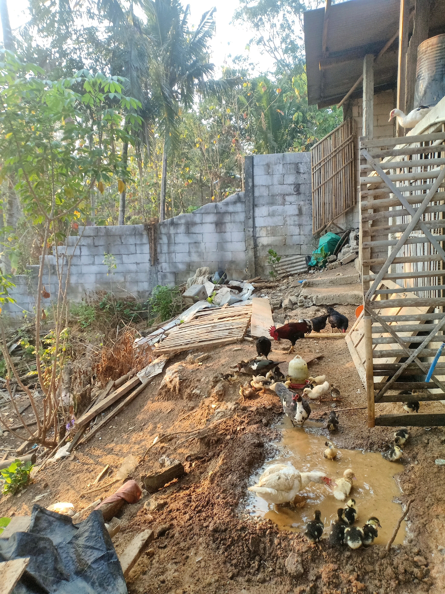 In Tasikhargo, Indonesia, a rural farm scene unfolds with various fowl inhabiting a muddy, outdoor enclosure. A large, white and black duck is pictured in a muddy puddle, surrounded by several small, yellow and black ducklings. Another white duck with a red face stands near the puddle. Adult chickens, including a prominent red rooster, are also present, along with smaller, dark-colored chicks. The environment is characterized by dirt, mud, and scattered wooden debris. In the background, a concrete wall and a wooden structure are visible, suggesting the farm's infrastructure. Lush green foliage and palm trees indicate a tropical setting. The lighting suggests it is daytime, possibly late afternoon due to the warm, low angle of the sun.