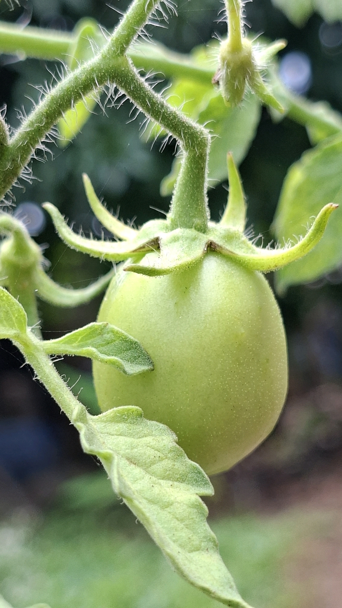 A close-up, vertical shot captures a small, unripe green tomato hanging from its vine. The tomato is round and smooth, with a slightly lighter green hue at its top where it connects to the stem. Surrounding the tomato are fuzzy green leaves and stems, some of which are curled and delicate. Fine white hairs cover the stems, adding a soft texture to the plant. The background is a blur of green and dark hues, suggesting an outdoor, natural setting. The image's shallow depth of field focuses sharply on the tomato and its immediate surroundings, with details of the plant's structure being clearly visible, such as the tiny hairs and veins on the leaves. There is no indication of human presence or activity, nor any specific landmarks identifiable within Kutaglumpang, Indonesia.
