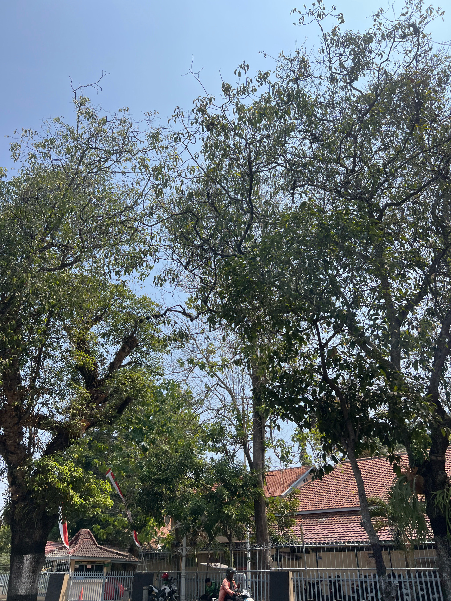 This is a low-angle, vertical outdoor photograph taken on a clear, bright day, looking up through the canopy of large trees towards a building with a terracotta tiled roof. The scene is located in Yogyakarta, Indonesia. The trees, with their thick, gnarled branches and dense green leaves, dominate the upper two-thirds of the frame, obscuring much of the sky. Visible through the foliage are glimpses of the sky, which appears pale blue.
In the background, a single-story building with a prominent red tile roof is visible. The building has white walls and a dark-colored foundation. A white metal fence runs along the front of the property, partially obscured by the trees. Several Indonesian flags, featuring horizontal red and white bands, are attached to poles in front of the building.
In the foreground, at the bottom of the image, a white metal fence is also present. A black motorcycle with a red seat is parked to the left of center. A person wearing a red jacket and dark pants is seated on the motorcycle, facing to the right. To the far right, another person wearing a dark shirt and possibly light-colored pants is partially visible, also facing to the right and appearing to be walking or standing. The ground appears to be paved or a similar hard surface. The overall impression is a quiet street scene with lush vegetation and traditional Indonesian architecture.