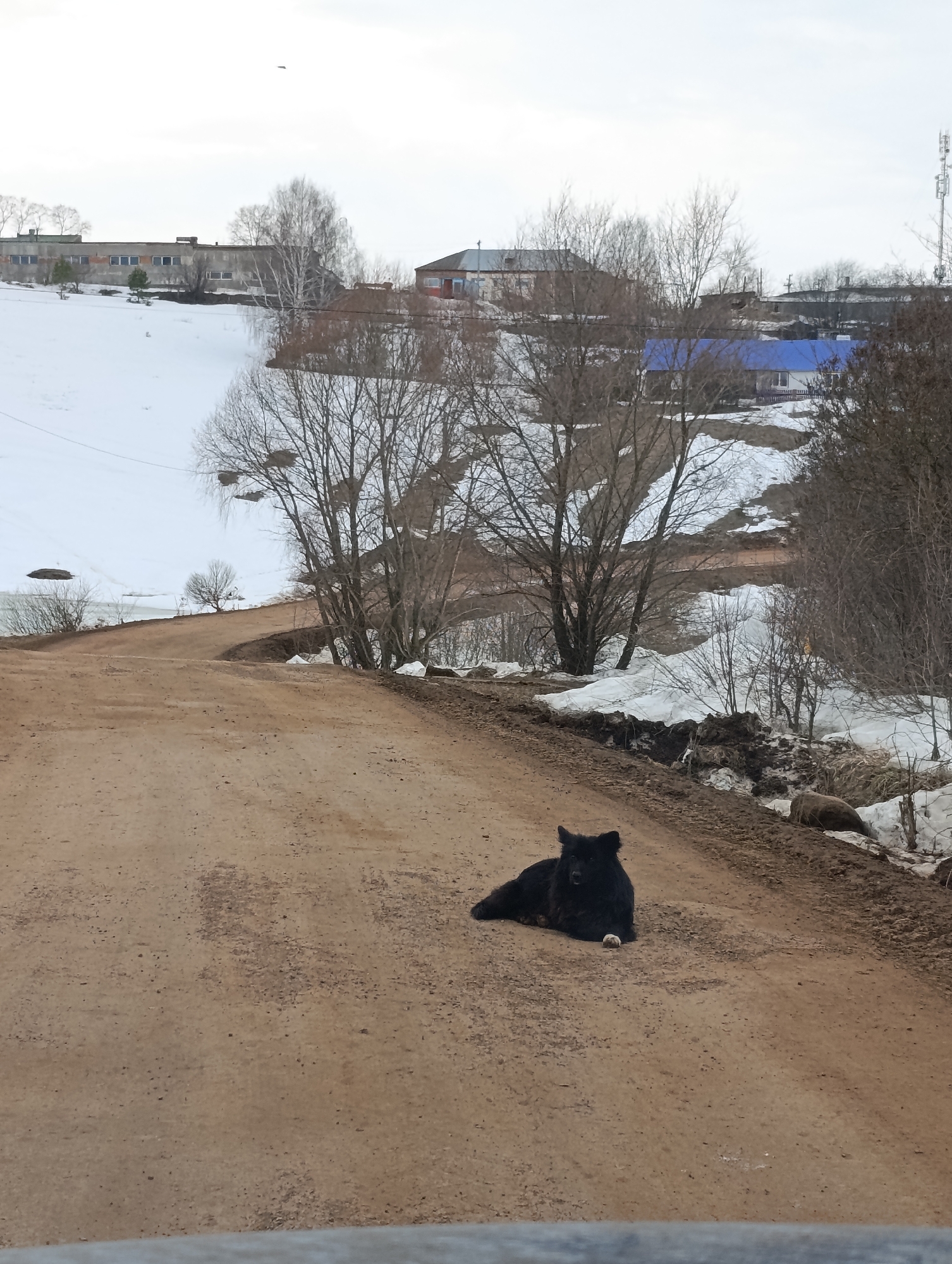 A black dog lies on a dirt road in Фоки, Russia, with melting snow on the embankments alongside. The road winds uphill towards buildings in the background, including a large, light-colored building with a row of windows and a building with a blue roof. Leafless trees dot the landscape, and a cell tower is visible on the right side of the frame.
