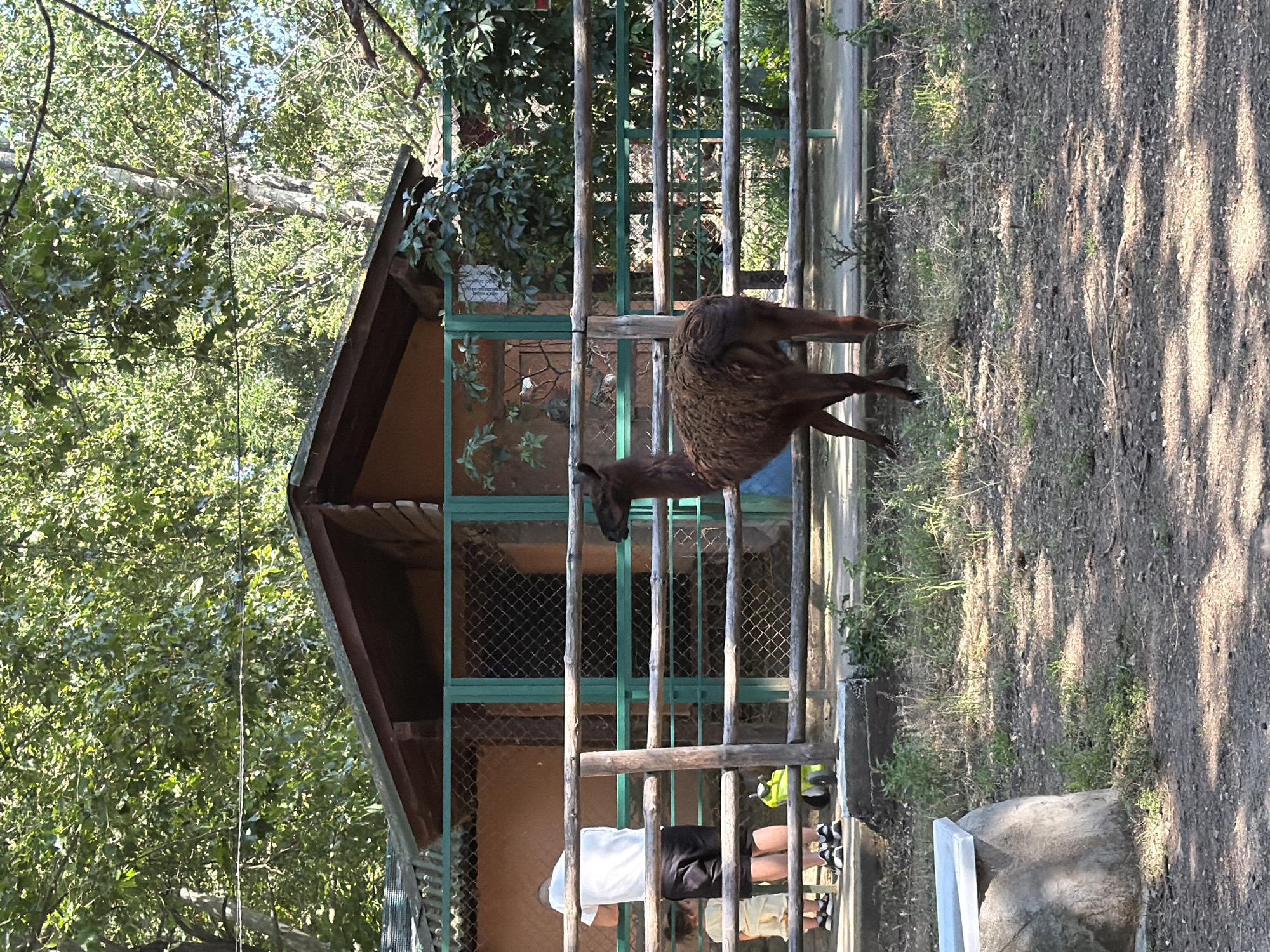 The image, taken in Pazardzhik, Bulgaria, depicts a llama in an outdoor enclosure. The llama, a brown, furry animal, is positioned behind a wooden fence with vertical bars and a mesh backing. It appears to be standing or moving, with its head and front legs visible.
In the background, there is a small, rustic building with a brown roof and an orange-brown wall. It has a green-colored structure with mesh in its windows and a trellis with vines. Surrounding the enclosure are lush green trees, suggesting a natural or park-like setting. The ground within the enclosure appears to be dry earth with patches of grass and scattered debris. Sunlight is casting shadows, indicating it is daytime, likely late afternoon due to the long shadows.
In the foreground and to the left of the llama, two individuals are partially visible. One person wears a white t-shirt and black shorts, and the other wears a light-colored t-shirt and dark shorts. They are standing outside the enclosure, seemingly observing the llama. Their presence suggests this is a zoo, wildlife park, or a similar attraction where visitors can view animals.
No visible text is clearly decipherable within the image. The overall impression is a snapshot of a tranquil moment at a facility housing animals, with visitors enjoying the scenery and the presence of the llama. The weather appears to be clear and sunny.