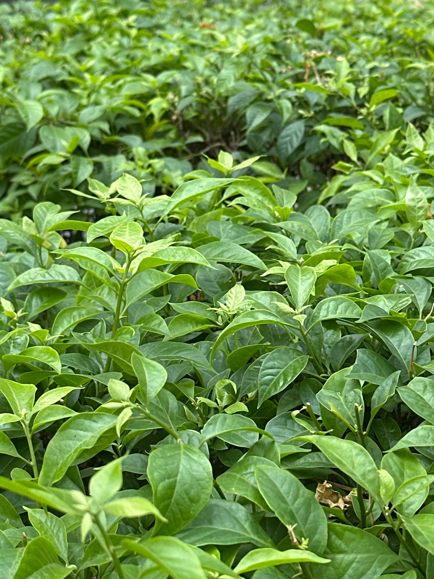 The image shows a dense, leafy green hedge, likely part of a garden or park. The leaves are ovate and have a waxy sheen, indicating a healthy plant. The lighting suggests it is daytime, with soft shadows indicating overcast conditions or indirect sunlight. The overall impression is one of lush, natural foliage, and the image composition focuses tightly on the texture and color of the leaves, creating a slightly abstract effect. The location of this hedge within South Jakarta, Indonesia, is not discernible from the image itself. There are no people, animals, or man-made objects visible.