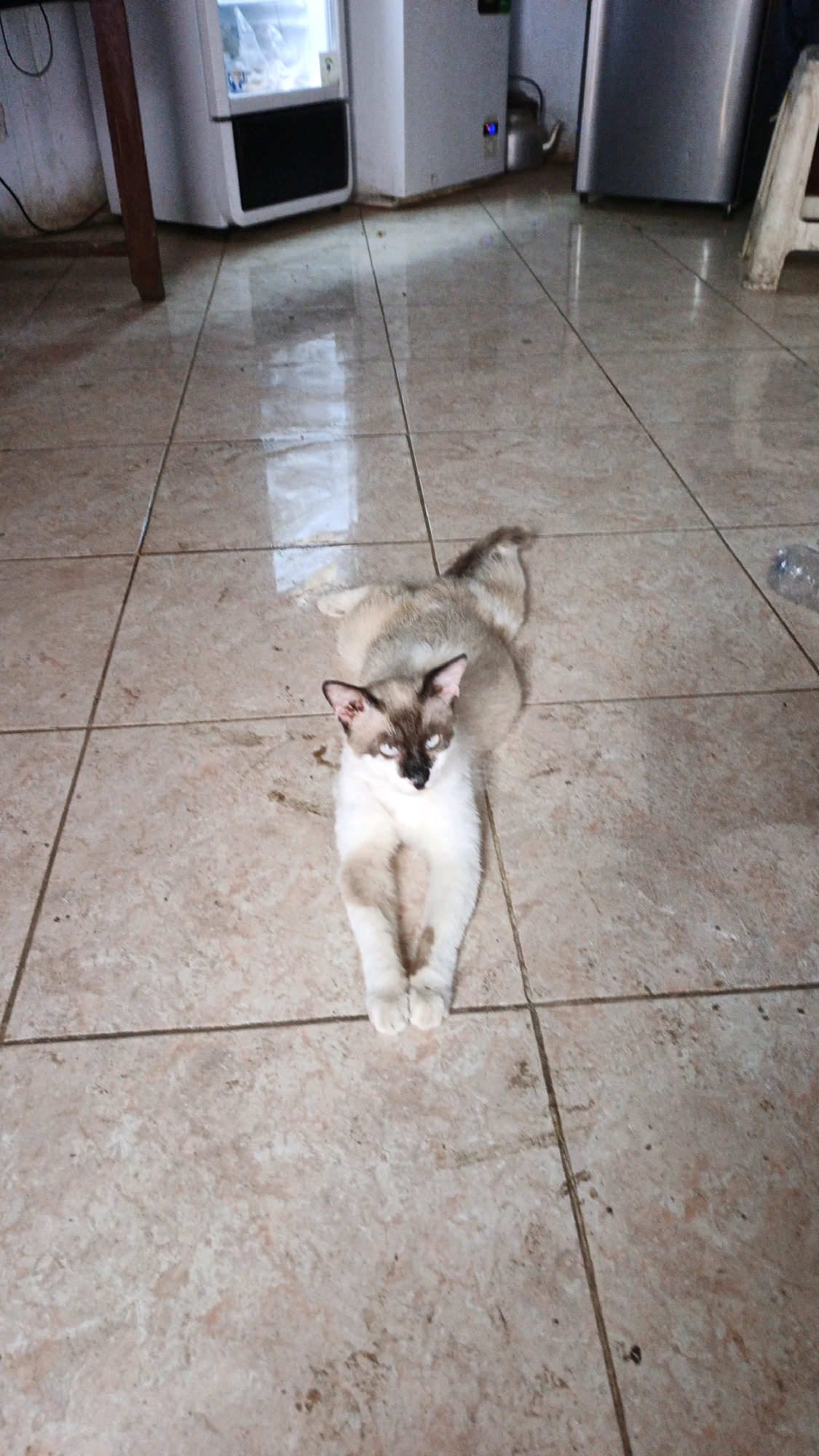 A Siamese cat with a light brown and white coat is lying on a tiled floor in what appears to be a domestic setting. The cat is facing the camera, with its paws extended forward. The floor is made of light-colored square tiles with darker grout lines. In the background, there are several appliances, including what looks like a refrigerator and a washing machine. There is also a wooden table leg on the left side of the image. The lighting suggests an indoor environment. The presence of multiple appliances indicates a living space or kitchen area within a home. Given the context of Campurdarat, Indonesia, this scene likely depicts a typical household environment in the region.