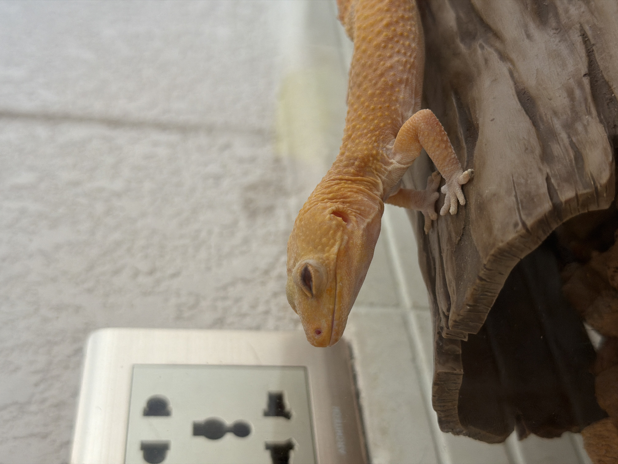 A gecko with orange-yellow skin and black spots is perched on a piece of driftwood. Its eyes are closed, and its mouth is slightly open, giving it a relaxed appearance. In the background, a white textured wall is visible, along with a metallic electrical outlet with multiple sockets. The scene appears to be indoors, possibly in a residential setting in Mengwi, Indonesia.
