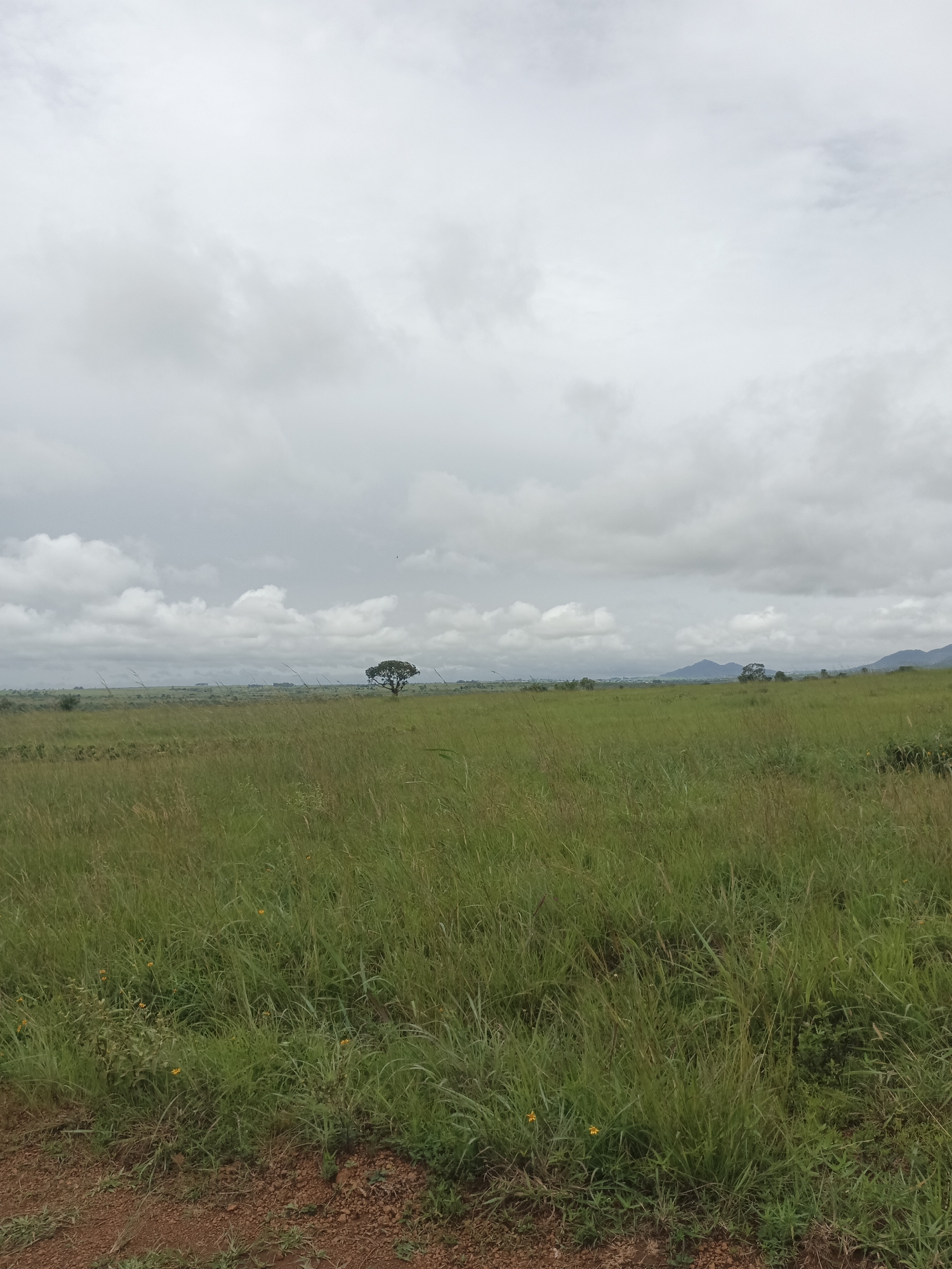 An overcast day with heavy clouds covers a vast, flat expanse of tall, green grass. In the mid-ground, a solitary, wide-branched tree stands alone in the field. Further in the distance, the landscape gently slopes upwards, culminating in the hazy outlines of mountains on the horizon. The foreground features a patch of reddish-brown soil with sparse green vegetation.