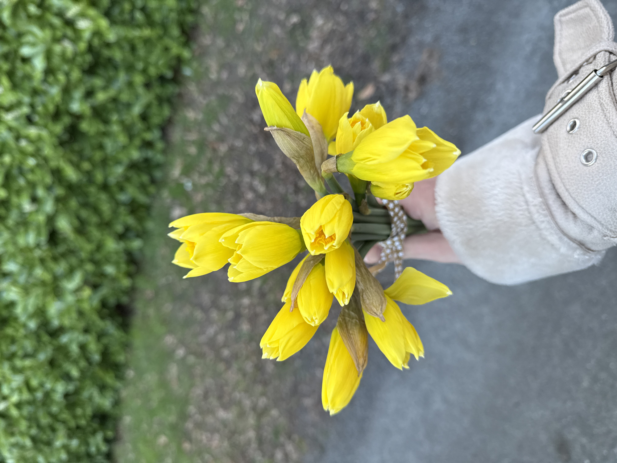A handheld bouquet of yellow daffodils is the focus of an overhead shot. A person wearing a light beige coat holds the flowers, the coat's cuff visible on the right. The background consists of a concrete surface, transitioning into a blurred area of green foliage on the left. The location cannot be verified without additional information.