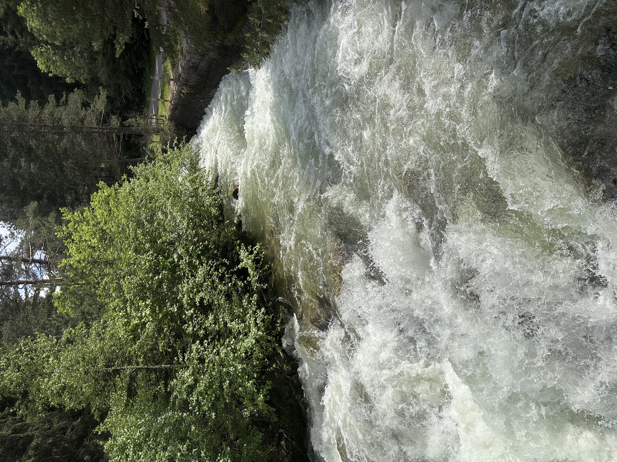 The image depicts a turbulent river flowing through a forested valley in Beli Iskar, Bulgaria, under bright daylight conditions. The river occupies the central and lower portions of the frame, characterized by rapid flow, significant white foam, and splashes indicating numerous rapids and rocks. The water exhibits a greenish-grey hue in less agitated areas.

The left bank of the river is densely vegetated with various deciduous trees and shrubs displaying vibrant green foliage. No discernible human structures are present on this bank, which appears natural and overgrown.

The right bank features a more defined, possibly man-made, grey stone or concrete embankment retaining the soil. Above this embankment, a narrow asphalt road or track runs parallel to the river. Along the river-side edge of the road, several red and white striped bollards or markers are evenly spaced. Beyond the road, a dense forest of predominantly coniferous trees, including tall pines, extends into the background.

The overall environment suggests a natural setting in a mountainous or hilly region. No individuals or animals are visible within the frame. The lighting indicates a sunny day, with strong illumination highlighting the water and foliage, and casting shadows within the deeper parts of the forest.