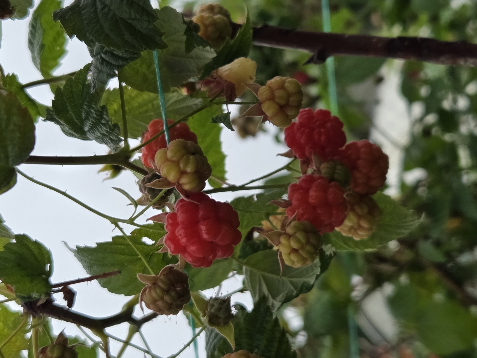 The image shows a close-up of raspberries growing on a bush. Several clusters of raspberries are visible, some in various stages of ripeness, with colors ranging from green to red. The raspberries are attached to thorny stems and surrounded by green leaves. A green string is visible, possibly supporting the plant. In the blurred background, glimpses of a building and trees can be seen, suggesting an outdoor setting in a residential area. The sky is overcast. There are no people or animals in the image. The scene is likely located in the city of Frolovo, Russia, given the context.