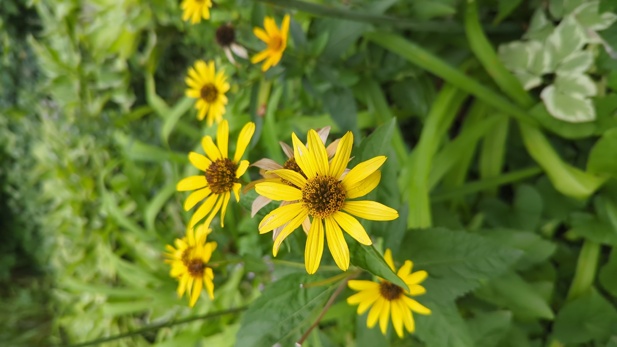 A cluster of yellow wildflowers with brown centers are in focus against a blurry background of green foliage. One flower in the foreground, on the left side of the image, is slightly out of focus, while another prominent flower is in sharp focus in the center. The flowers have long, thin yellow petals and a textured brown center. The background consists of various shades of green leaves and plants. The image appears to be taken outdoors in a natural setting, possibly a garden or park. No specific location in Montreal, Canada is discernible from the image.