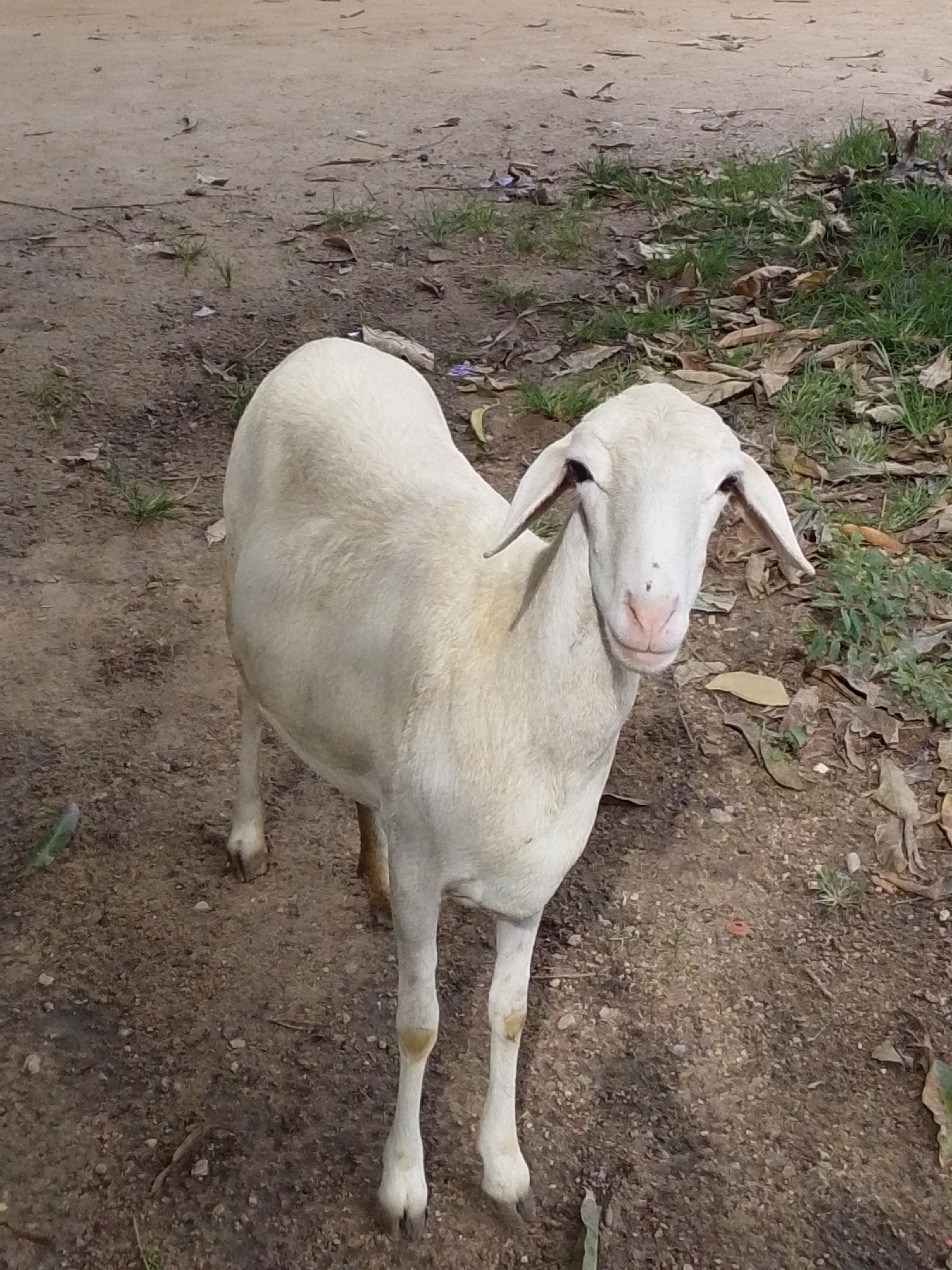 A white sheep stands on a dirt path in Serti, Nigeria. The sheep is facing the camera and appears to be looking directly at it. The sheep has long, floppy ears and a pink nose. The ground is covered in dirt, small stones, and some dried leaves. There is also some green grass growing in patches. The background is out of focus, but appears to be more dirt and vegetation. The image is taken from a slightly elevated angle, looking down at the sheep.