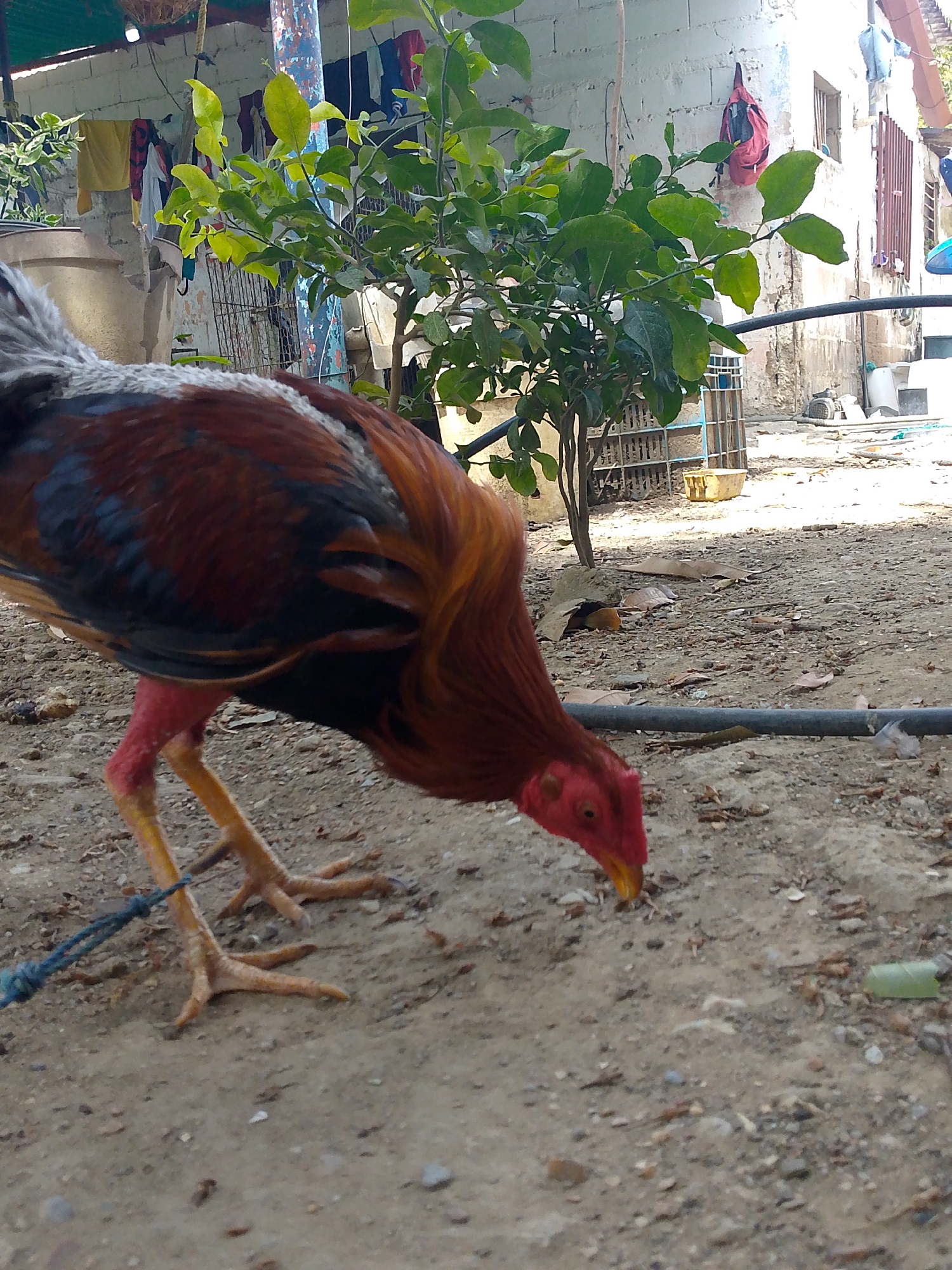 A medium-close shot captures a gamecock standing on dirt ground. The rooster has gray, black, and auburn feathers. Its head is red and bent downward, as if pecking. The legs are red and yellow, with a thin blue rope tied around one. The ground is covered with small pieces of leaves and rocks. Behind the rooster is a green bush and beyond that, a building with clothes hanging outside. The location is Juan Griego, Venezuela.