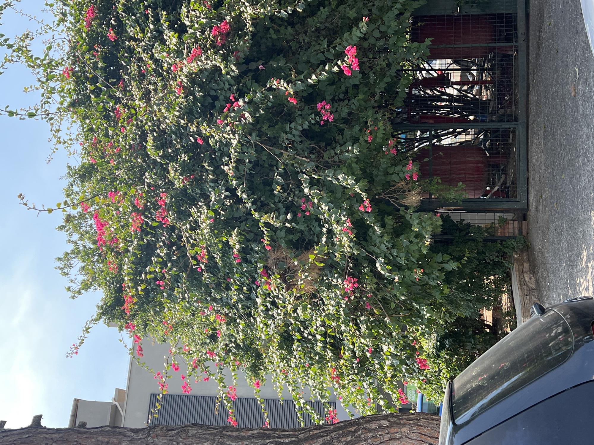 In Kallithea, Greece, a large bougainvillea bush with vibrant pink flowers cascades over a dark green metal gate. Behind the gate, two large red cylindrical tanks are visible, along with some assorted debris. To the left of the bougainvillea, the textured bark of a mature tree is prominent, and to its right, a modern building with horizontal grey louvers stands under a clear blue sky. In the foreground, the rear of a dark-colored car is visible, parked on a paved surface.