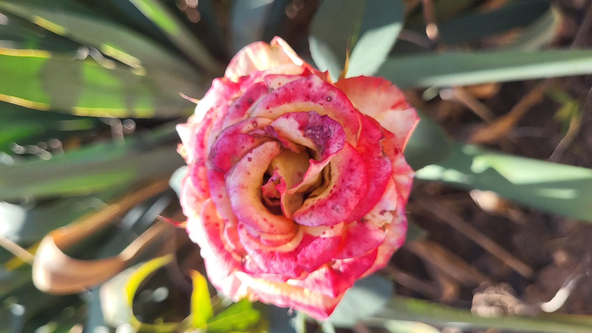 The image shows a close-up of a single rose with bi-colored petals, predominantly pink and yellow with red speckling. The rose is in focus, with its petals unfurling in a spiral pattern. The background is blurred, showing out-of-focus green foliage and brown, dry plant material. The lighting suggests it is daytime, with sunlight casting shadows. The image does not provide any specific information about its location in the city of Smila, Ukraine, or the presence of any people or specific objects beyond the rose and its surrounding plant life.