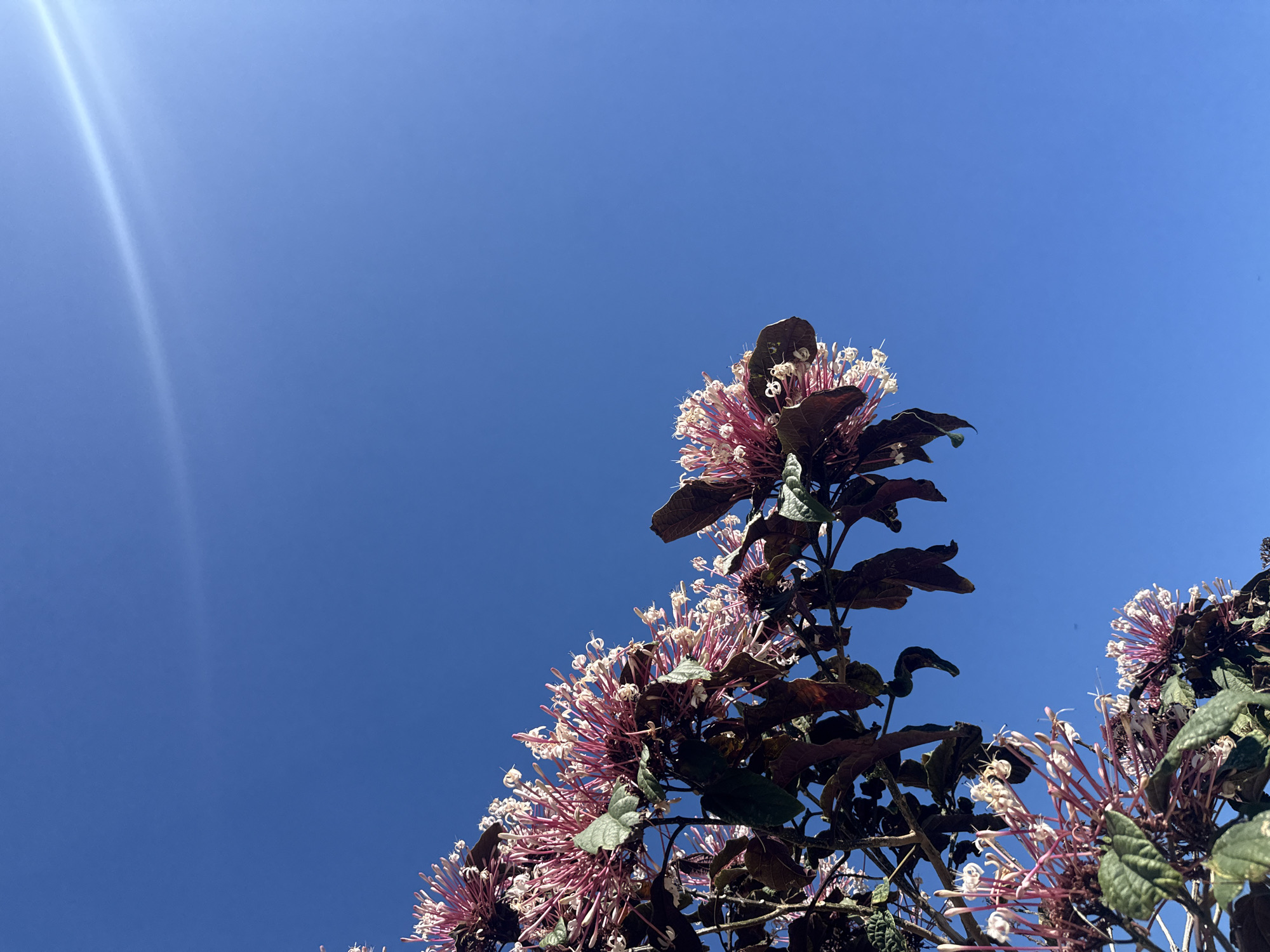 A low-angle shot captures a clear, bright blue sky over Arraial Do Cabo, Brazil. In the lower left quadrant and extending into the center, dark green leaves and clusters of pink and white flowers from a plant branch are visible against the vibrant sky. A sun flare creates a bright diagonal streak across the upper right portion of the frame.